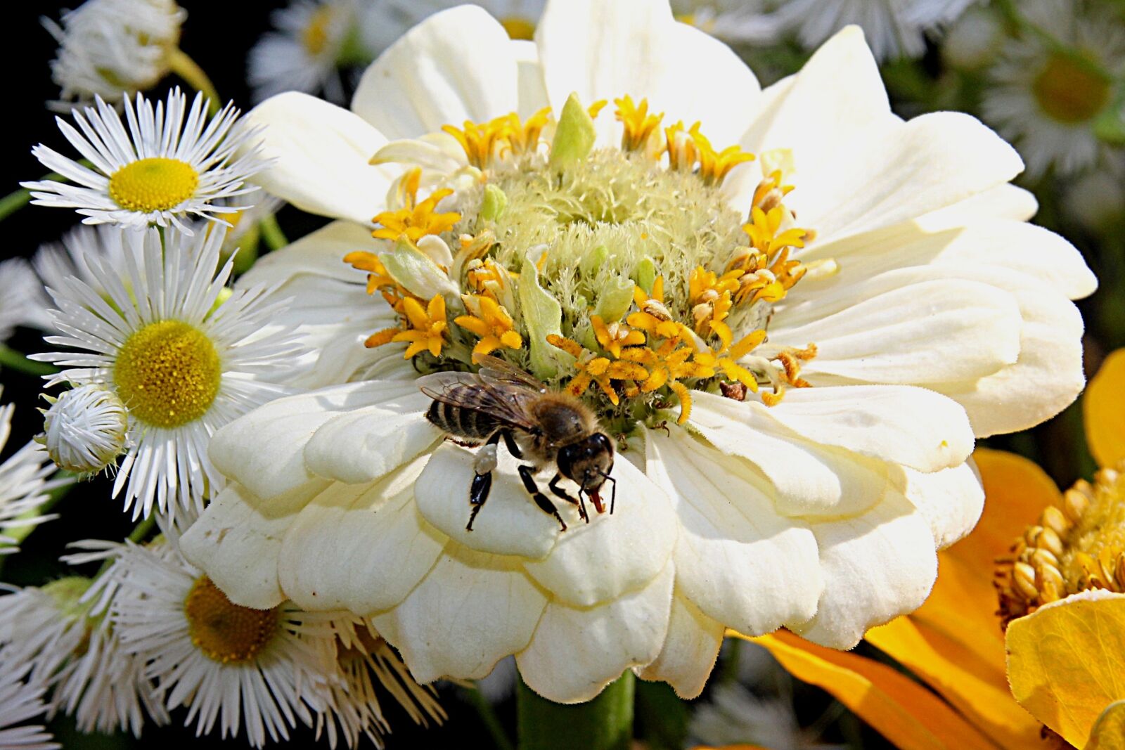 Canon EOS 550D (EOS Rebel T2i / EOS Kiss X4) sample photo. Honey bee, apis, insect photography