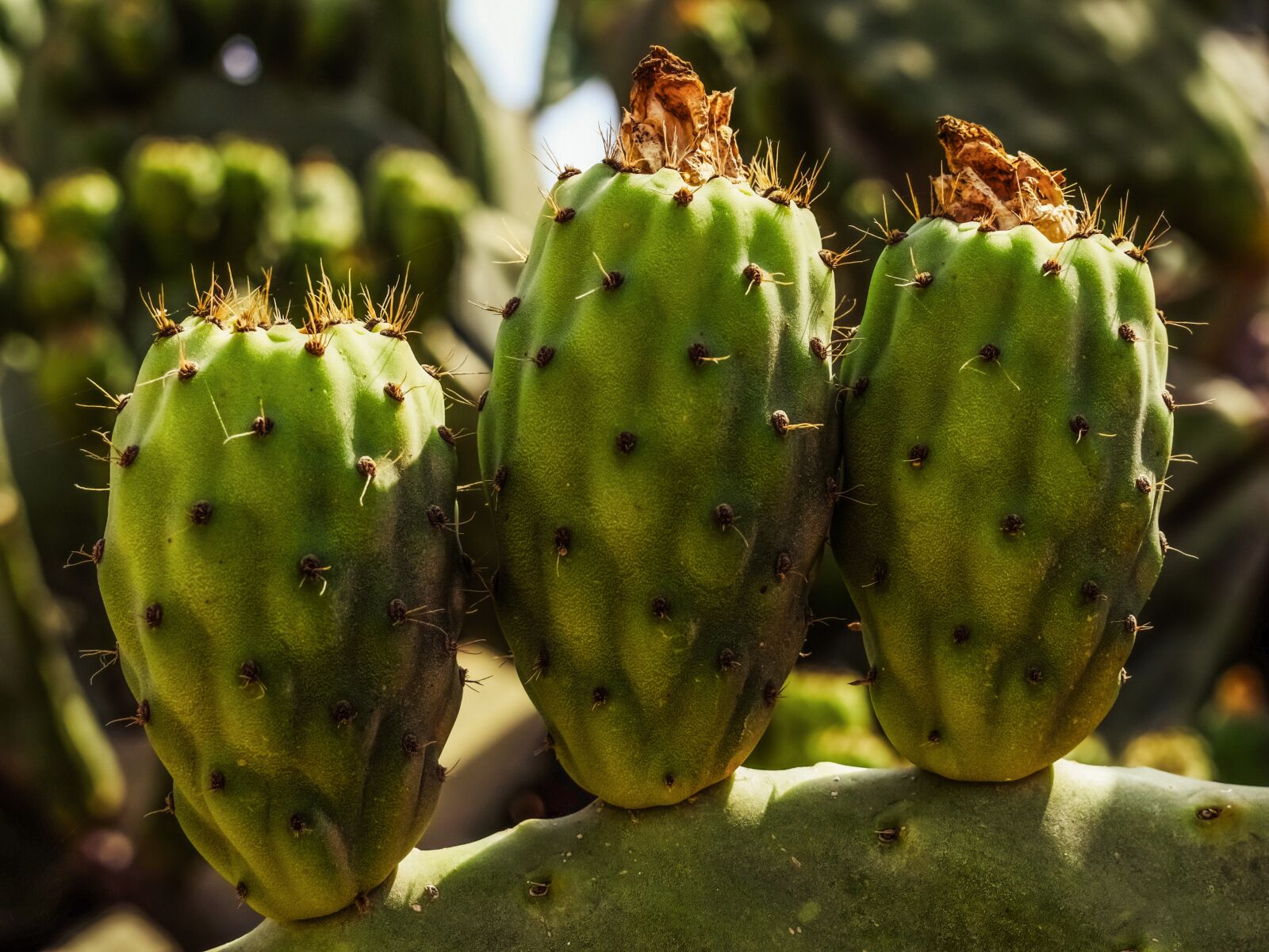 Nikon D3300 sample photo. Prickly pear, plant, cactus photography