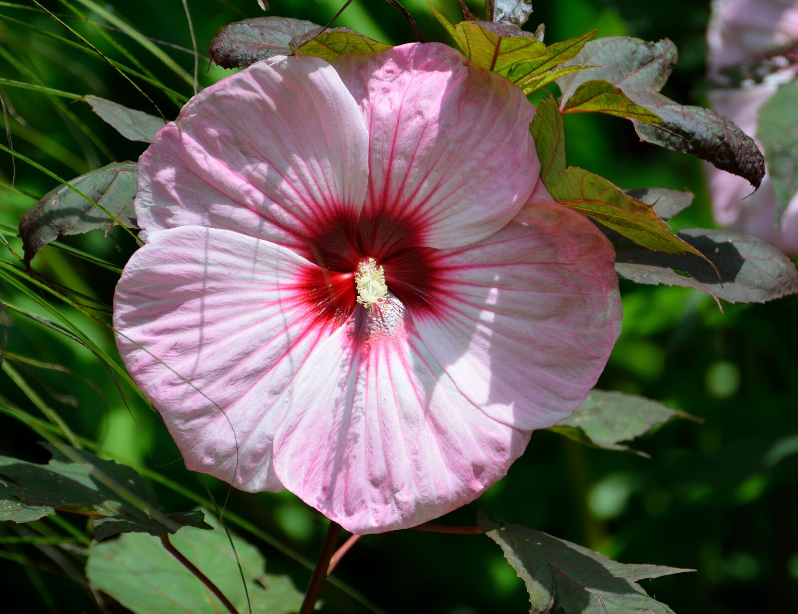 Nikon D7000 sample photo. Giant hibiscus, hibiscus flower photography