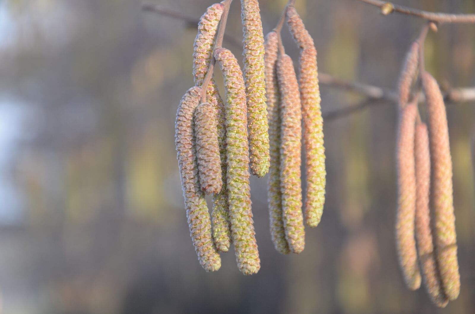 Nikon D5100 sample photo. Winter, nature, branch photography