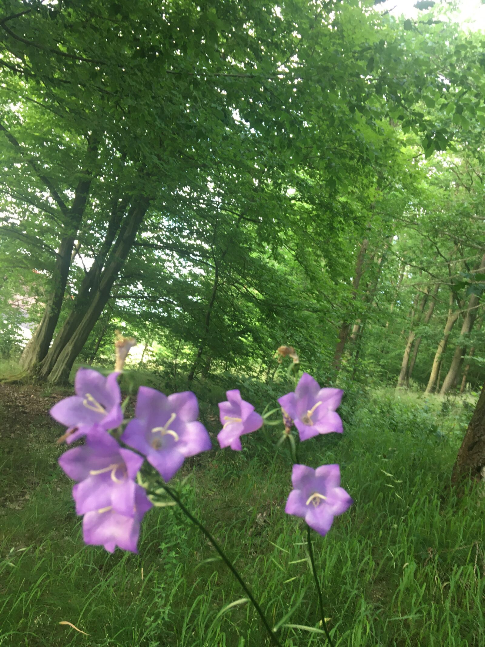 Apple iPhone SE (1st generation) sample photo. Flower, nature, trees photography