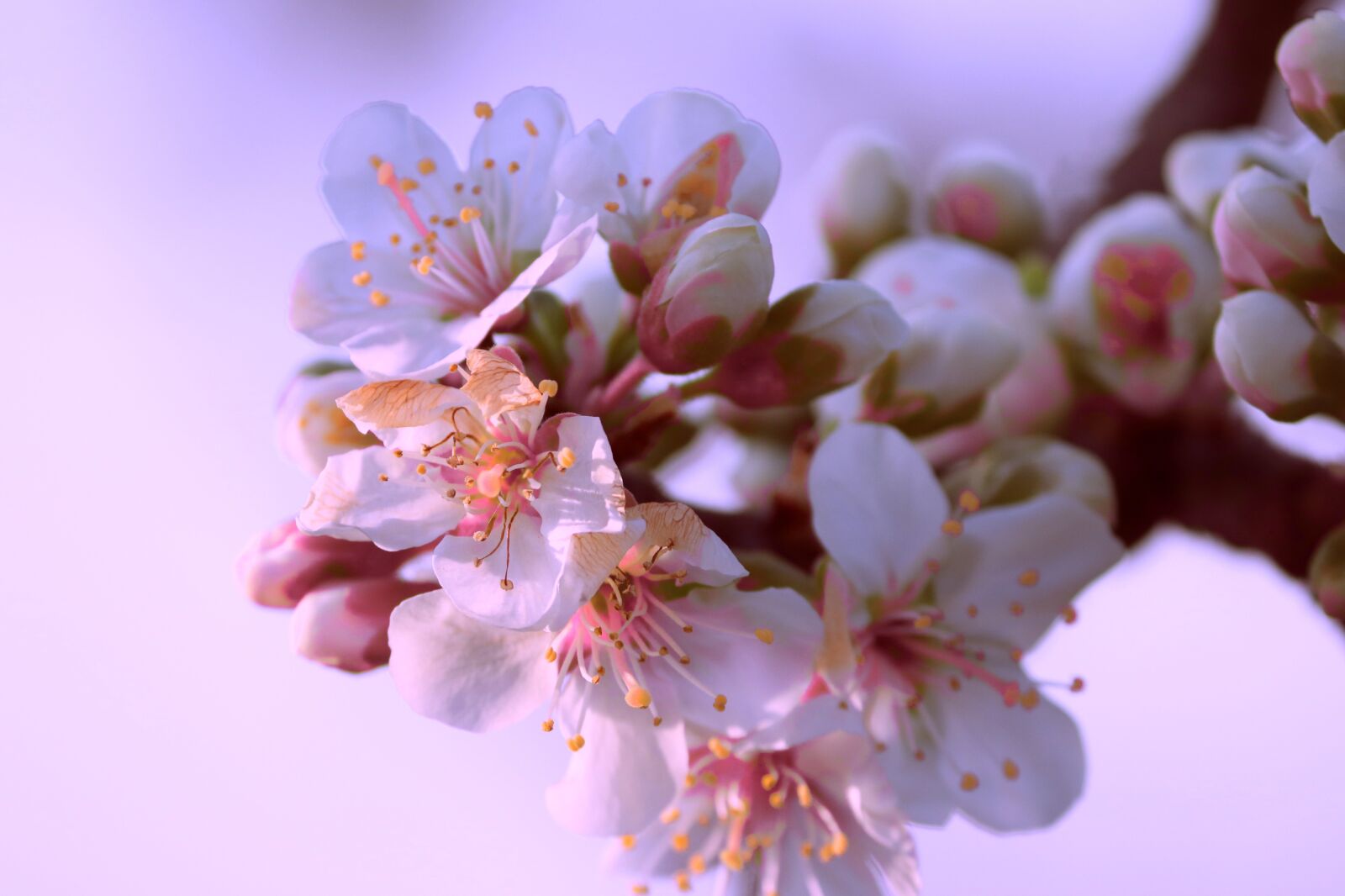 Canon EOS 200D (EOS Rebel SL2 / EOS Kiss X9) sample photo. Apple blossom, apple tree photography