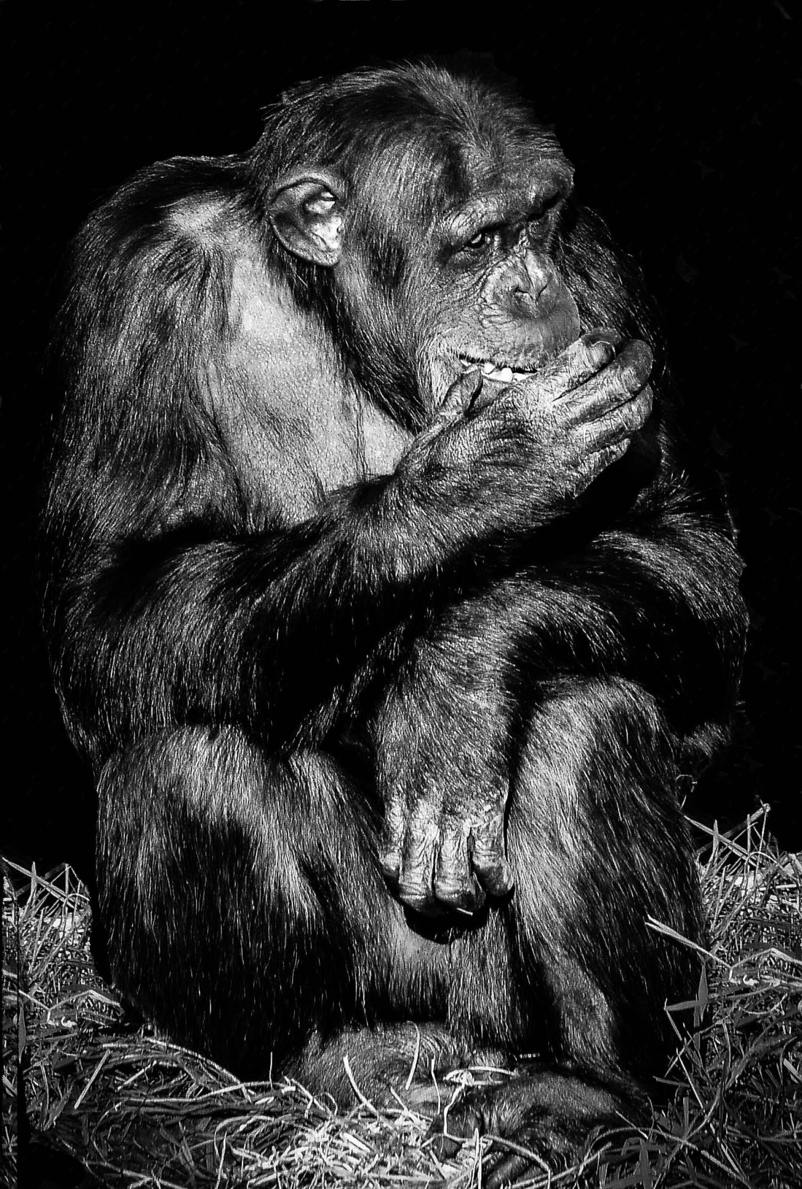 Panasonic Lumix DMC-G5 sample photo. Mammal, portrait, ape photography