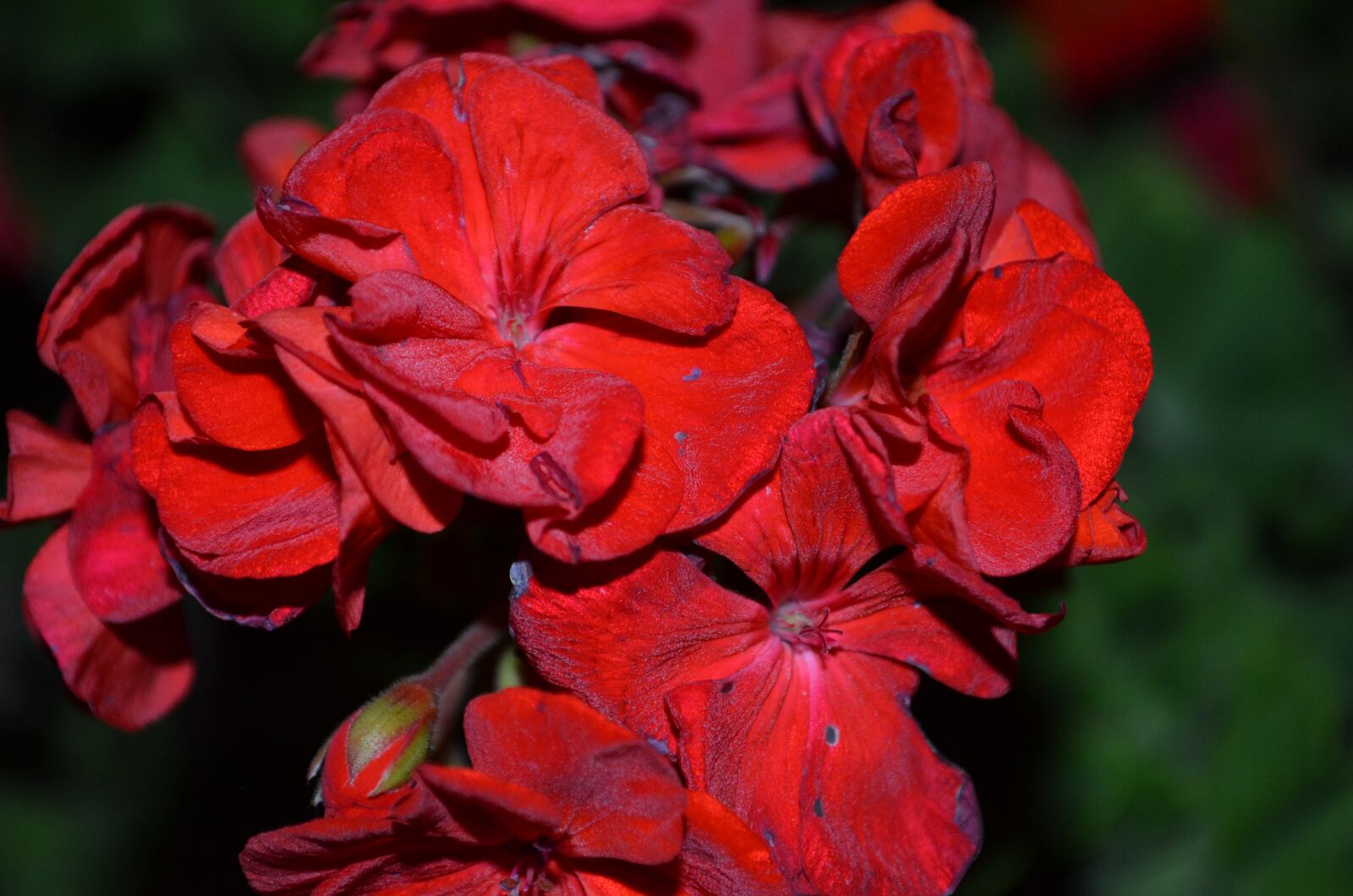 Nikon D5100 sample photo. Geranium wilted, withered flower photography