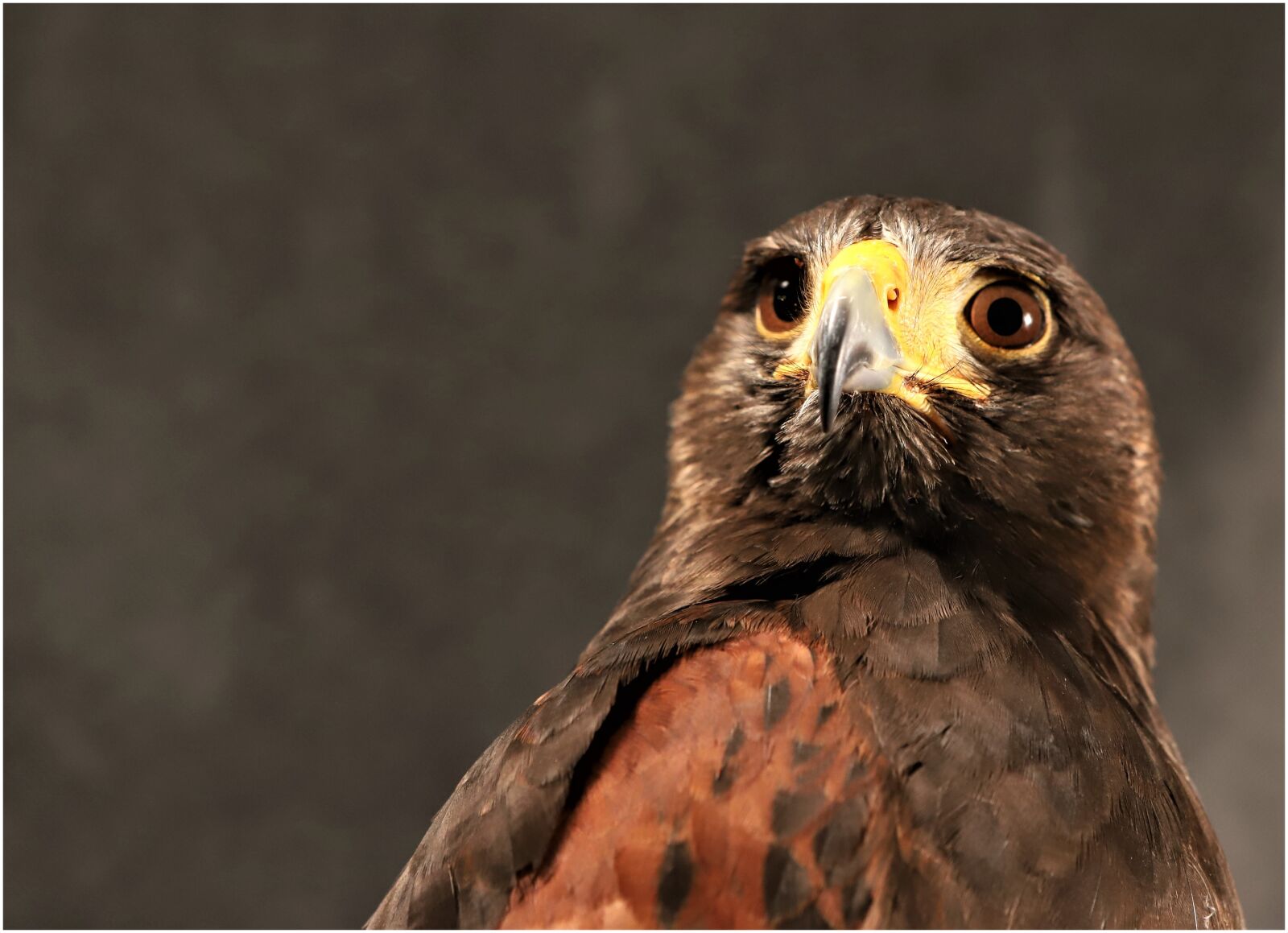 Canon EOS 6D Mark II sample photo. Bird, fauna, nature photography