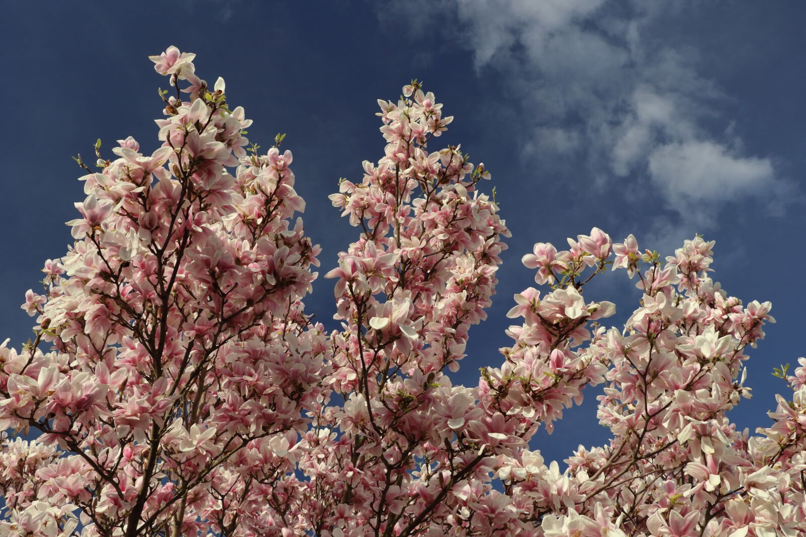 Canon EOS 80D sample photo. Magnolia, magnolia tree, spring photography