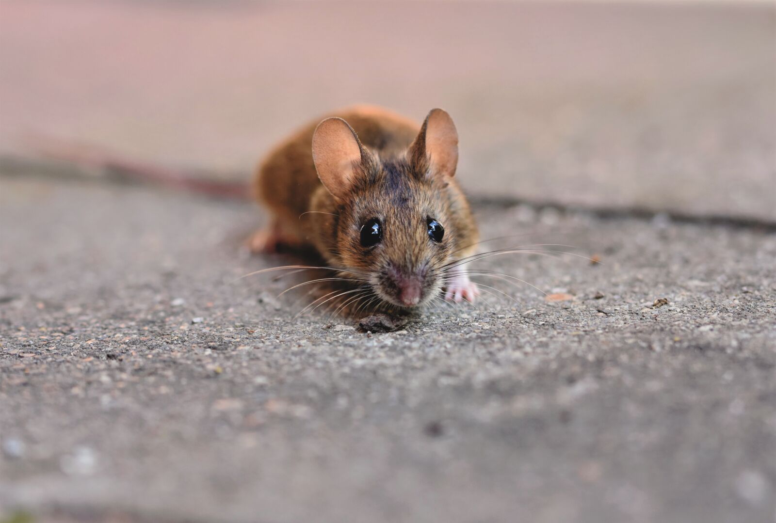 Nikon D7200 sample photo. House mouse, mouse, long photography