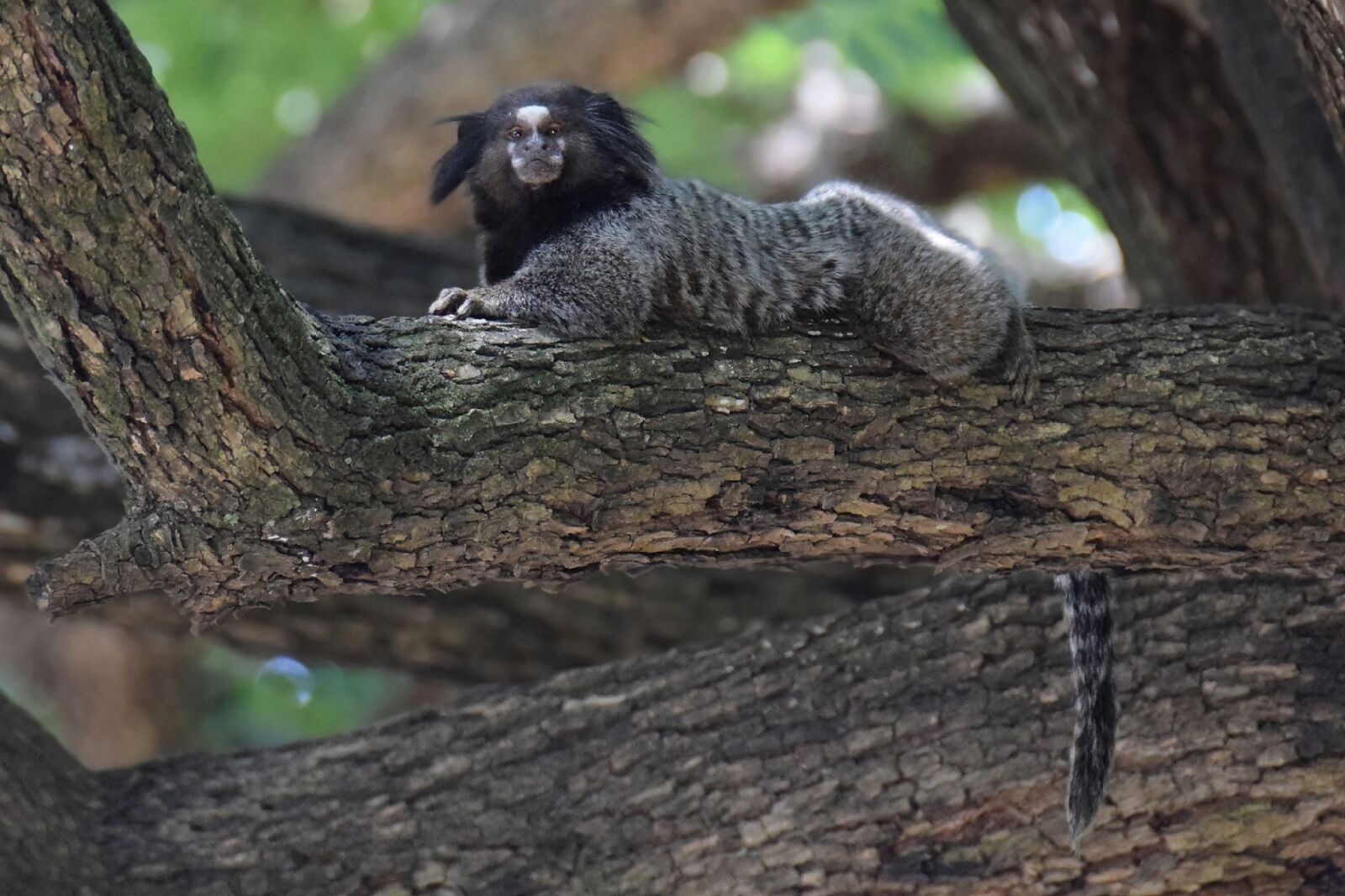 Nikon D5300 sample photo. The mico-le o, monkey photography
