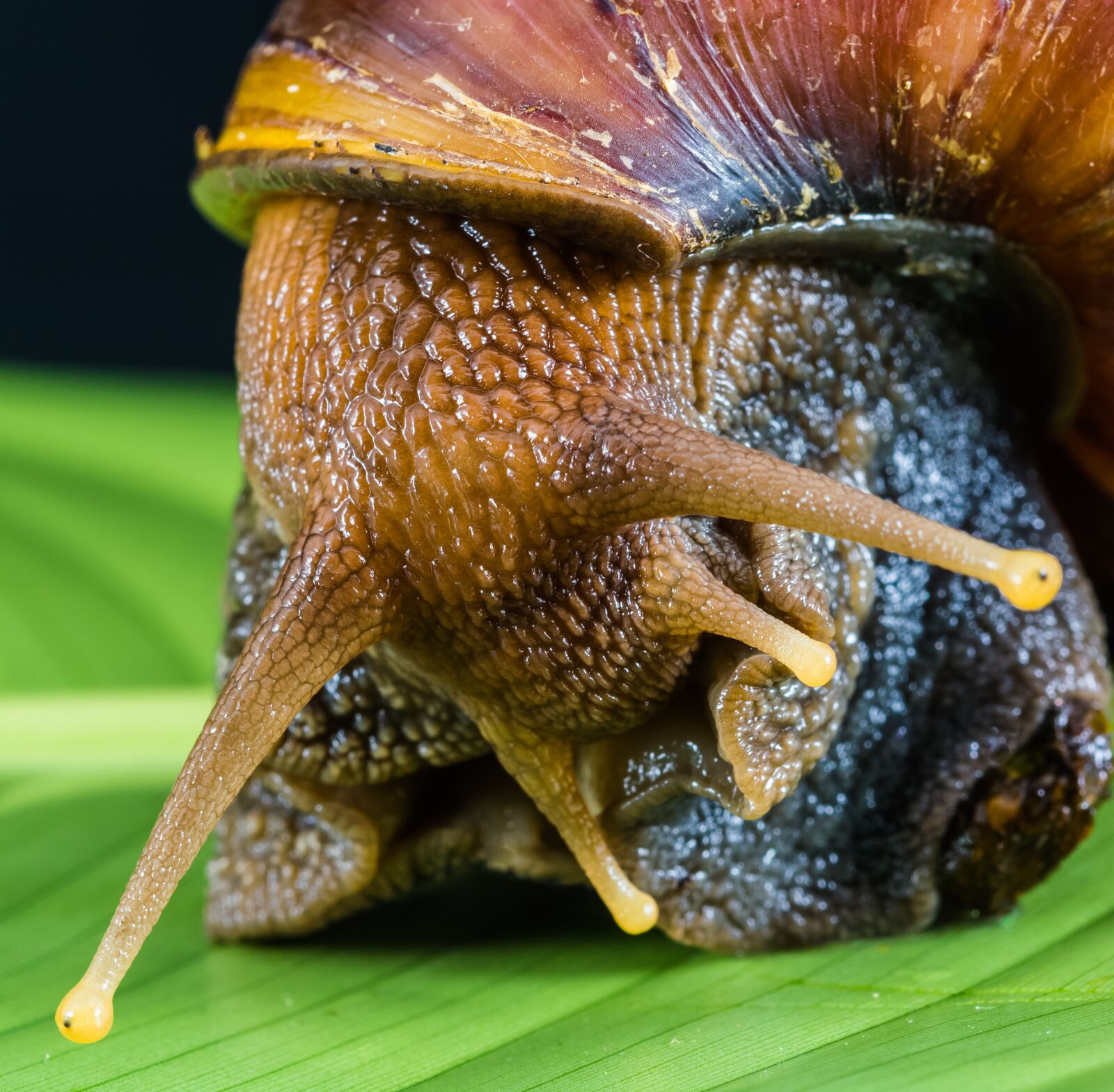 Nikon D5200 sample photo. Snail, slimy, land snail photography