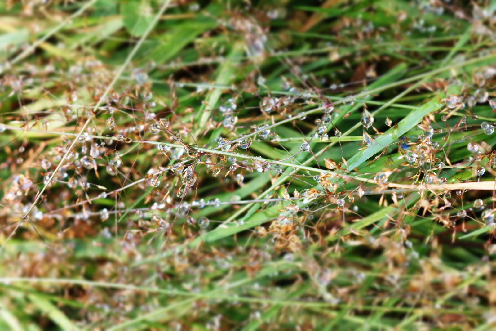 Canon EOS 750D (EOS Rebel T6i / EOS Kiss X8i) sample photo. Grass, dew, outdoors, close photography