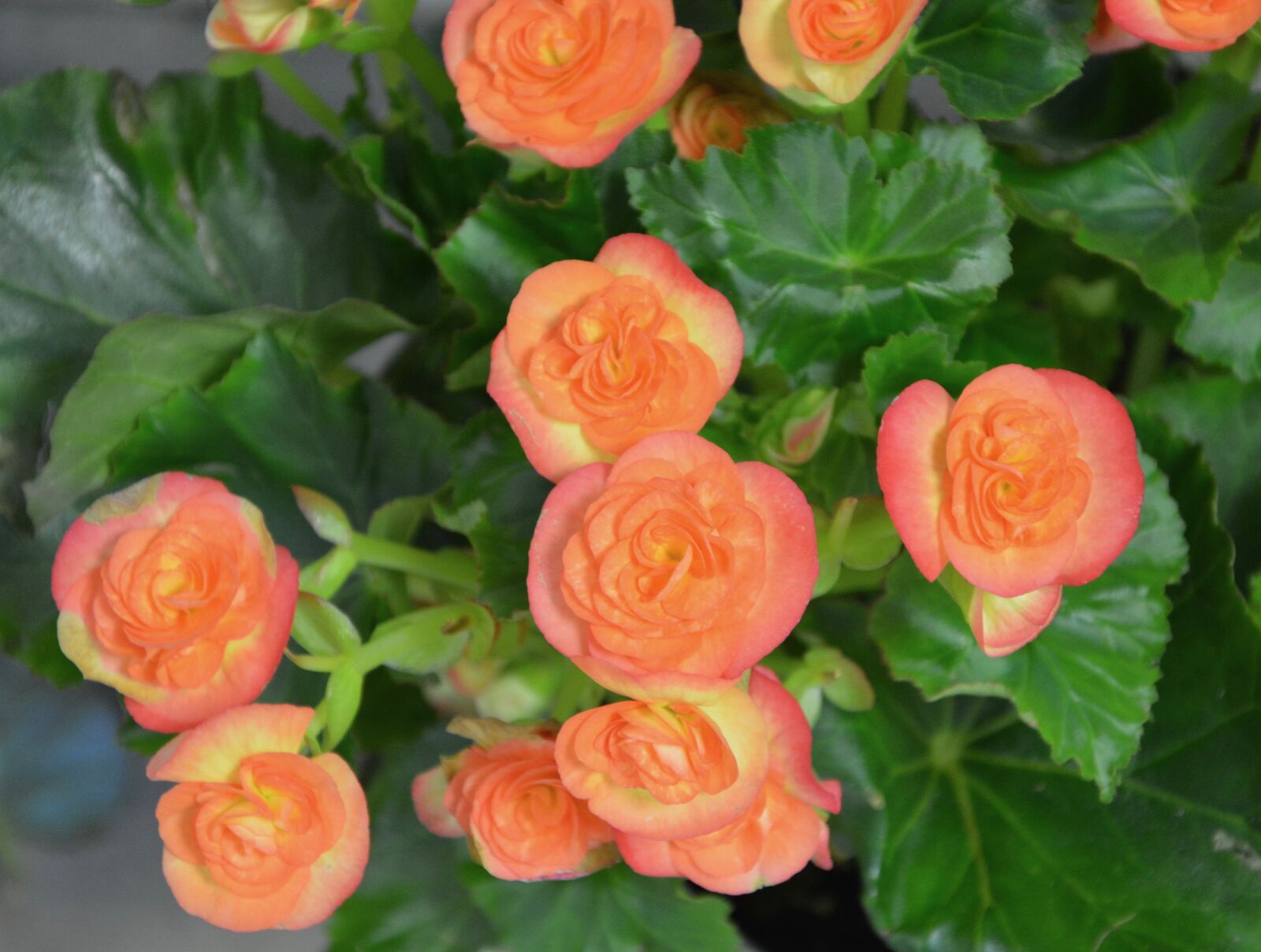 Nikon D5200 sample photo. Flowers, plant, color orange photography