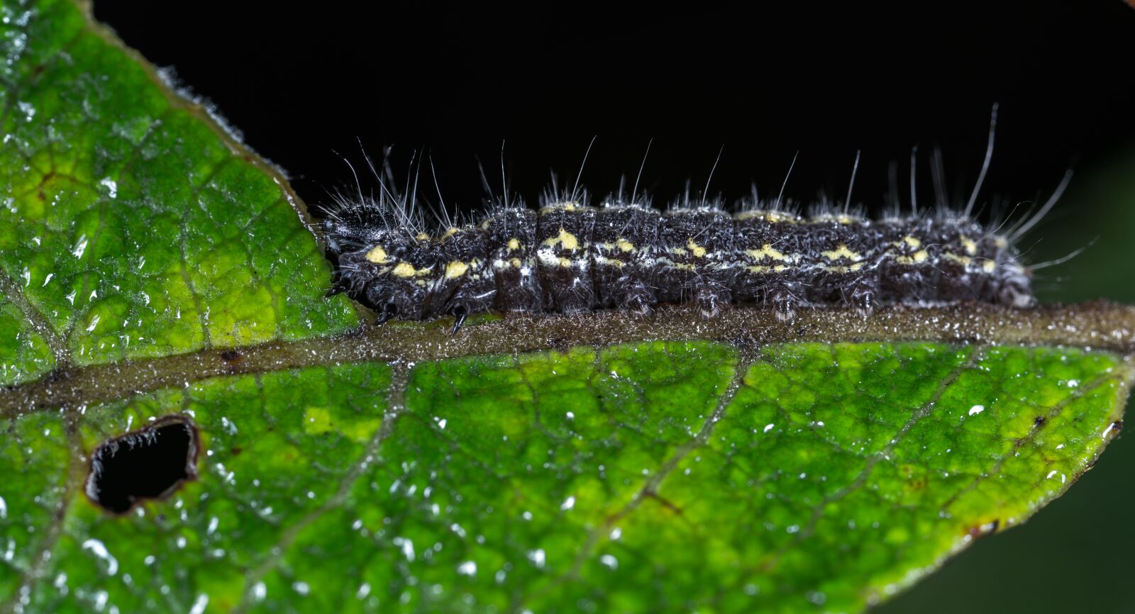 #124 65/2.8 sample photo. Caterpillar, larva, insect photography
