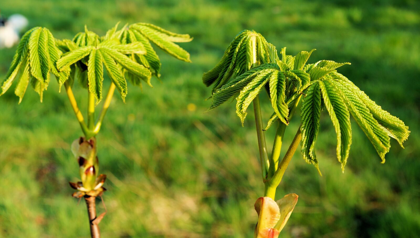 Sony SLT-A58 + Sony DT 30mm F2.8 Macro SAM sample photo. Chestnut shoots, chestnut tree photography