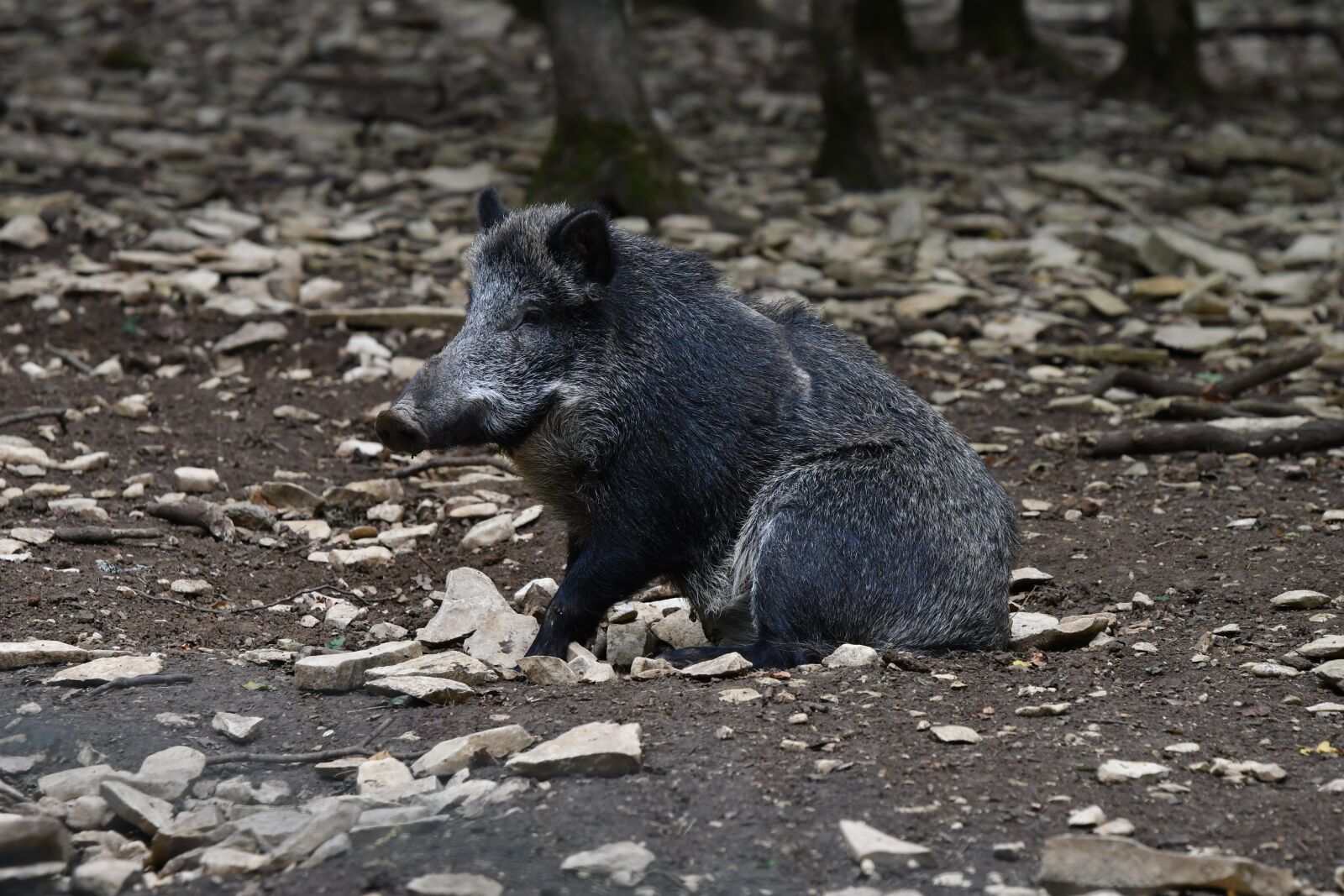 Nikon D500 sample photo. Wild boar, animal, pig photography