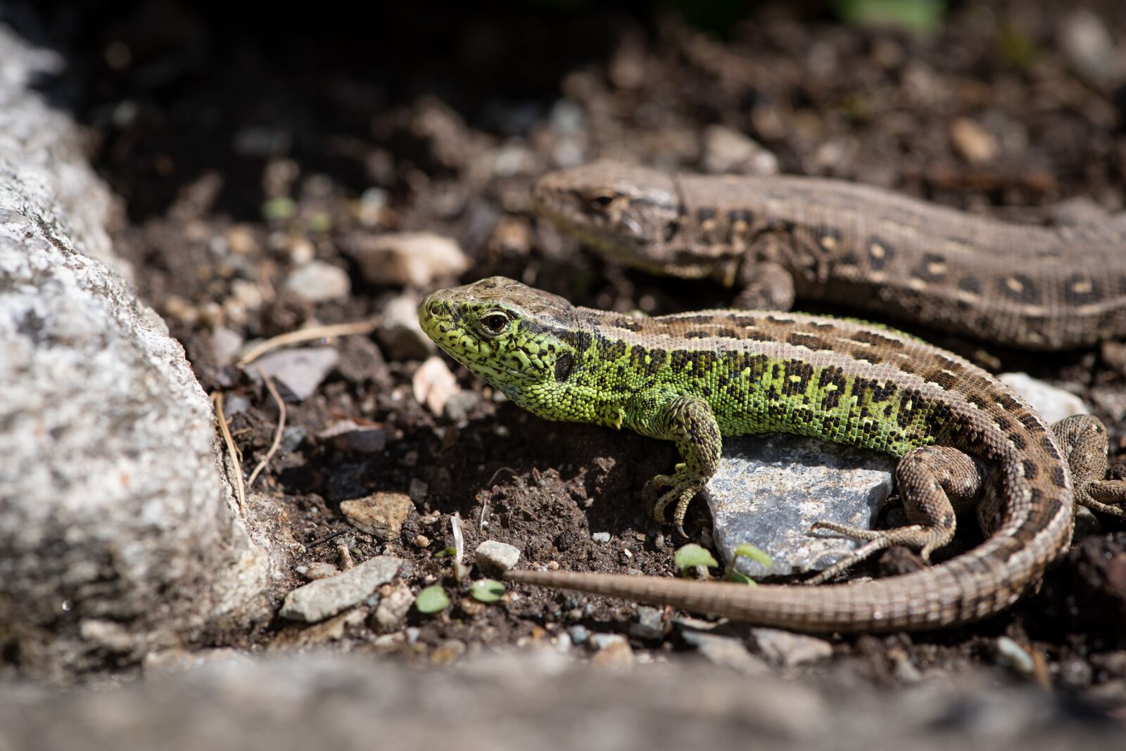 Nikon D750 sample photo. Lizards, animals, nature photography