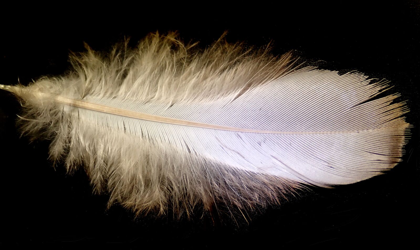 Olympus TG-5 sample photo. Feather, white, plumage photography