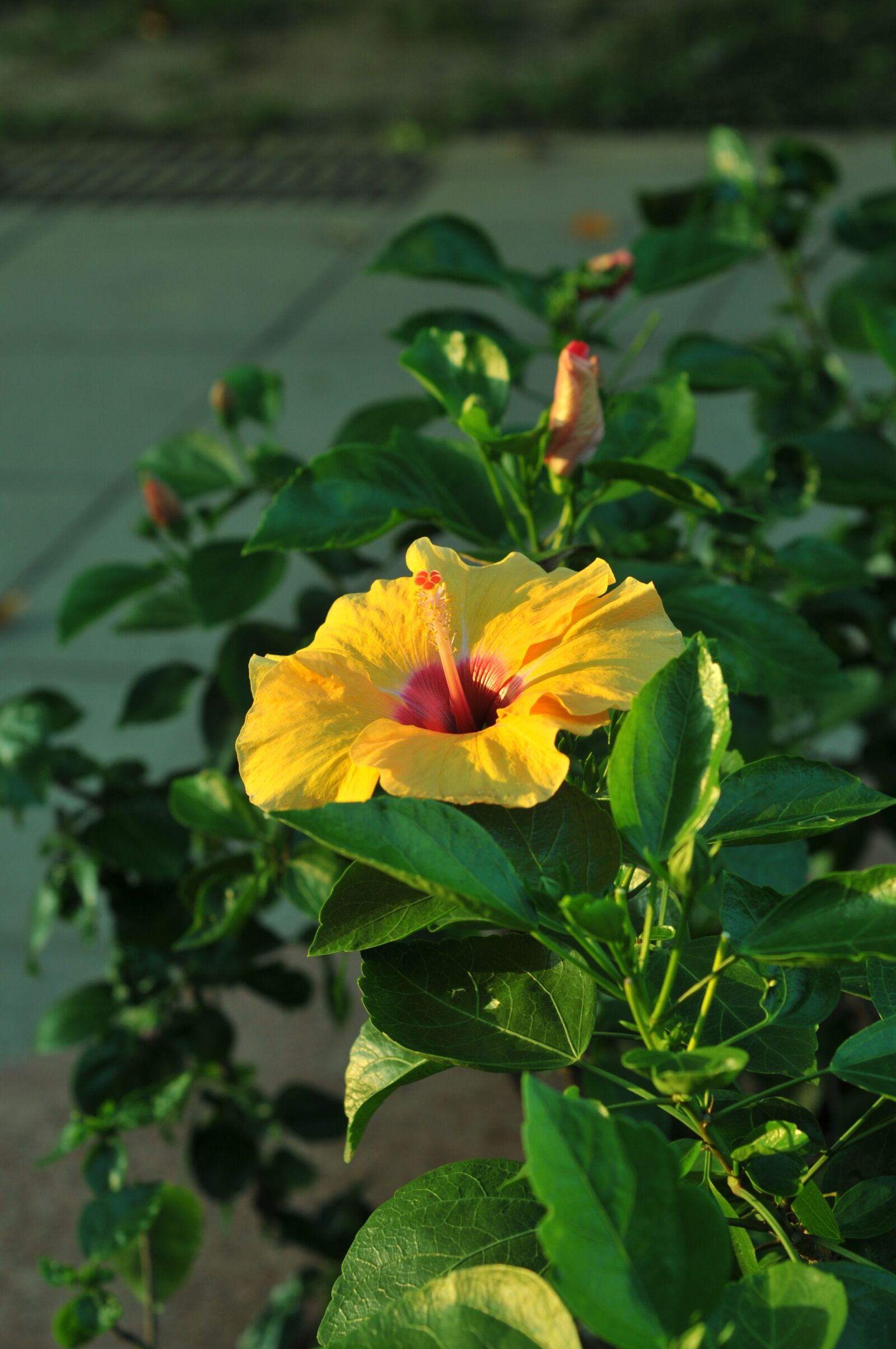 Nikon D300 sample photo. Flower, hibiscus, yellow photography