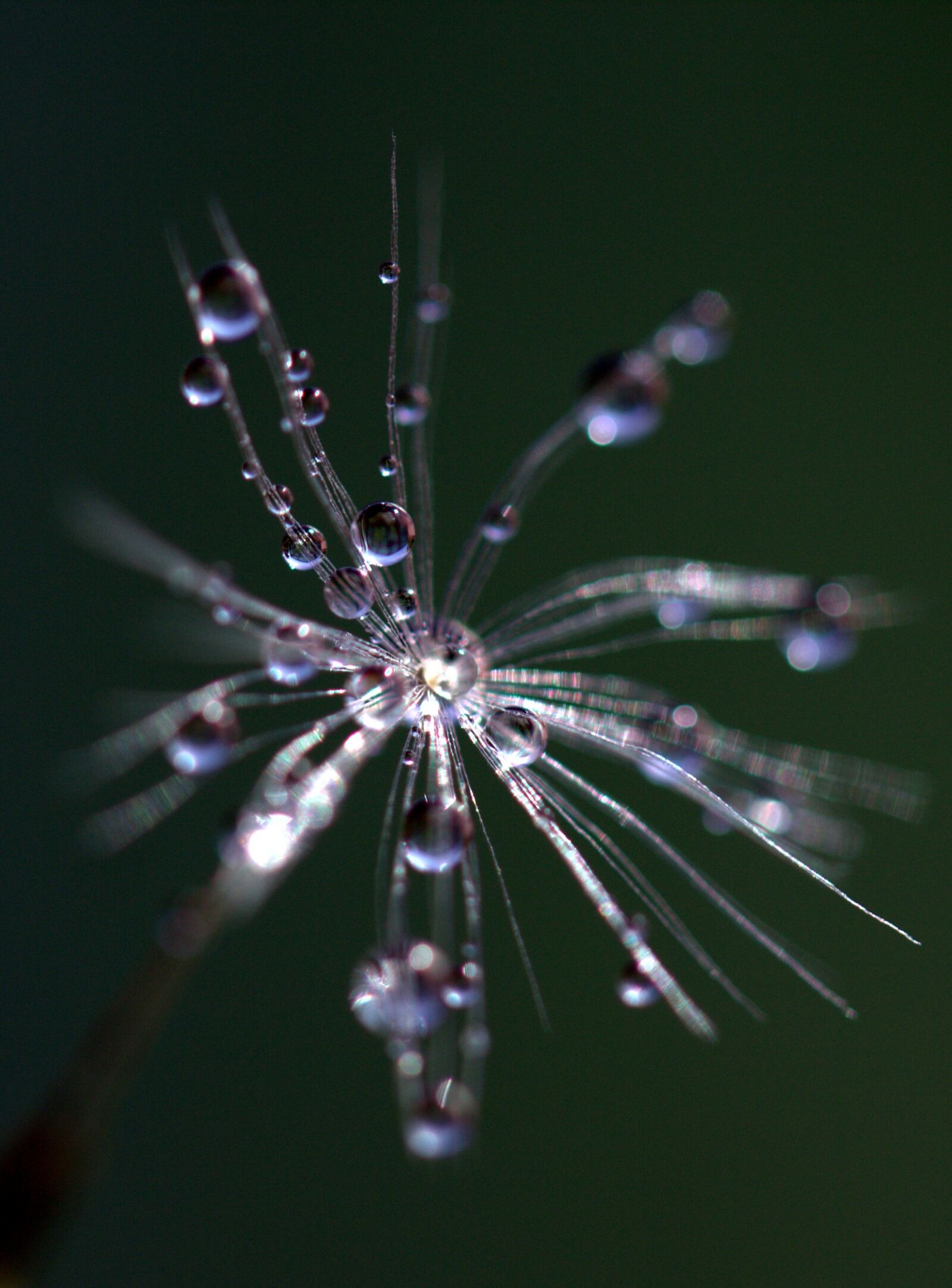 Canon EF-S 60mm F2.8 Macro USM sample photo. Dandelion, drops, macro photography