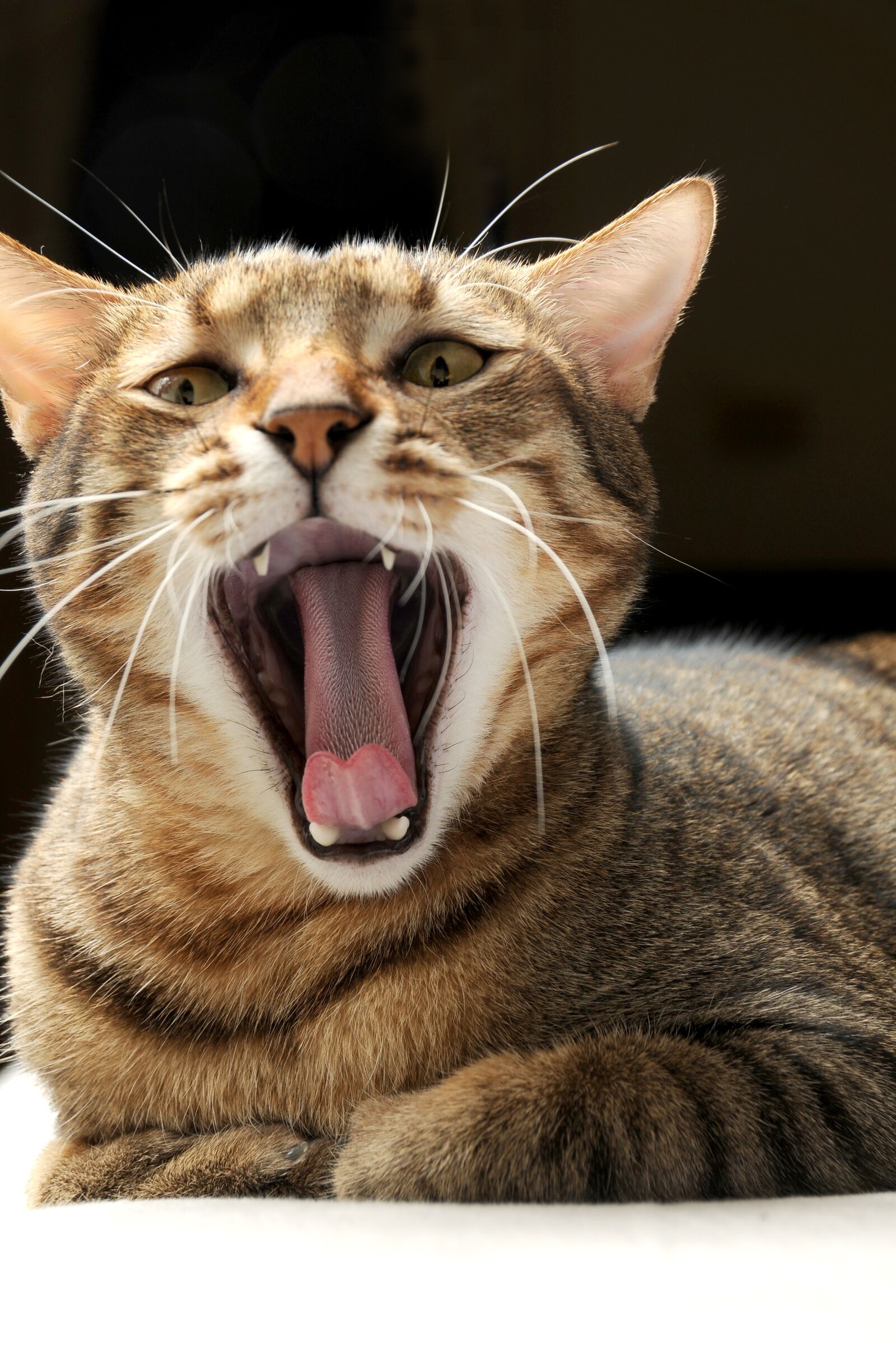 Nikon D300S sample photo. Yawn, cat, pet photography