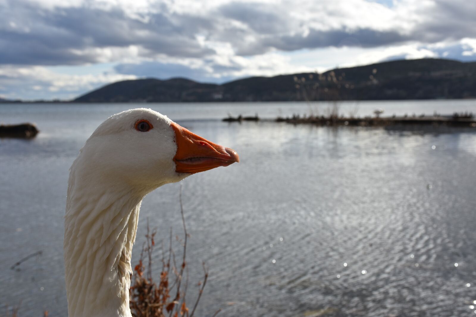 Nikon D7200 sample photo. Kastoria, duck, greece photography