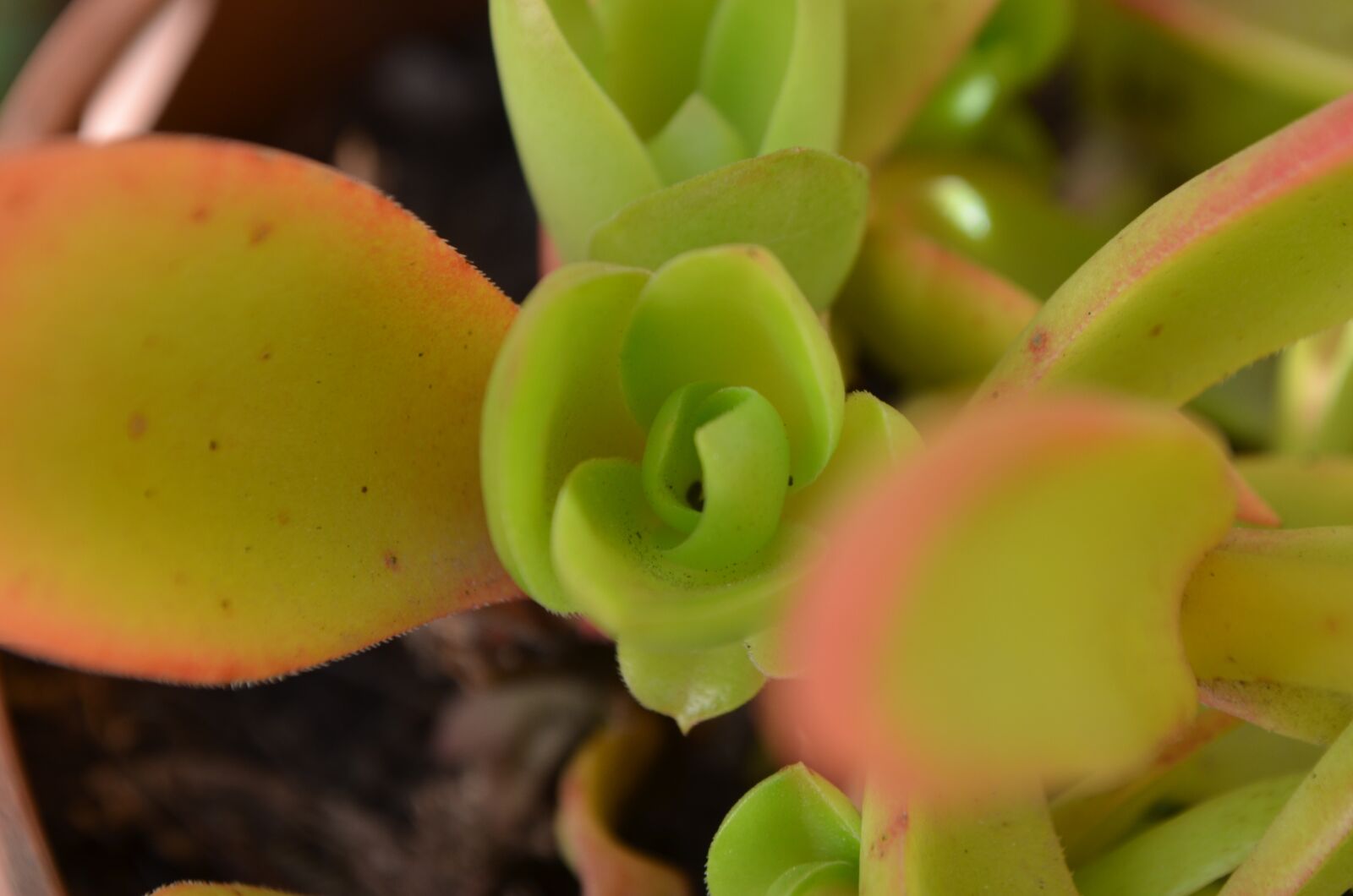 Nikon D5100 sample photo. Succulent, close, green photography