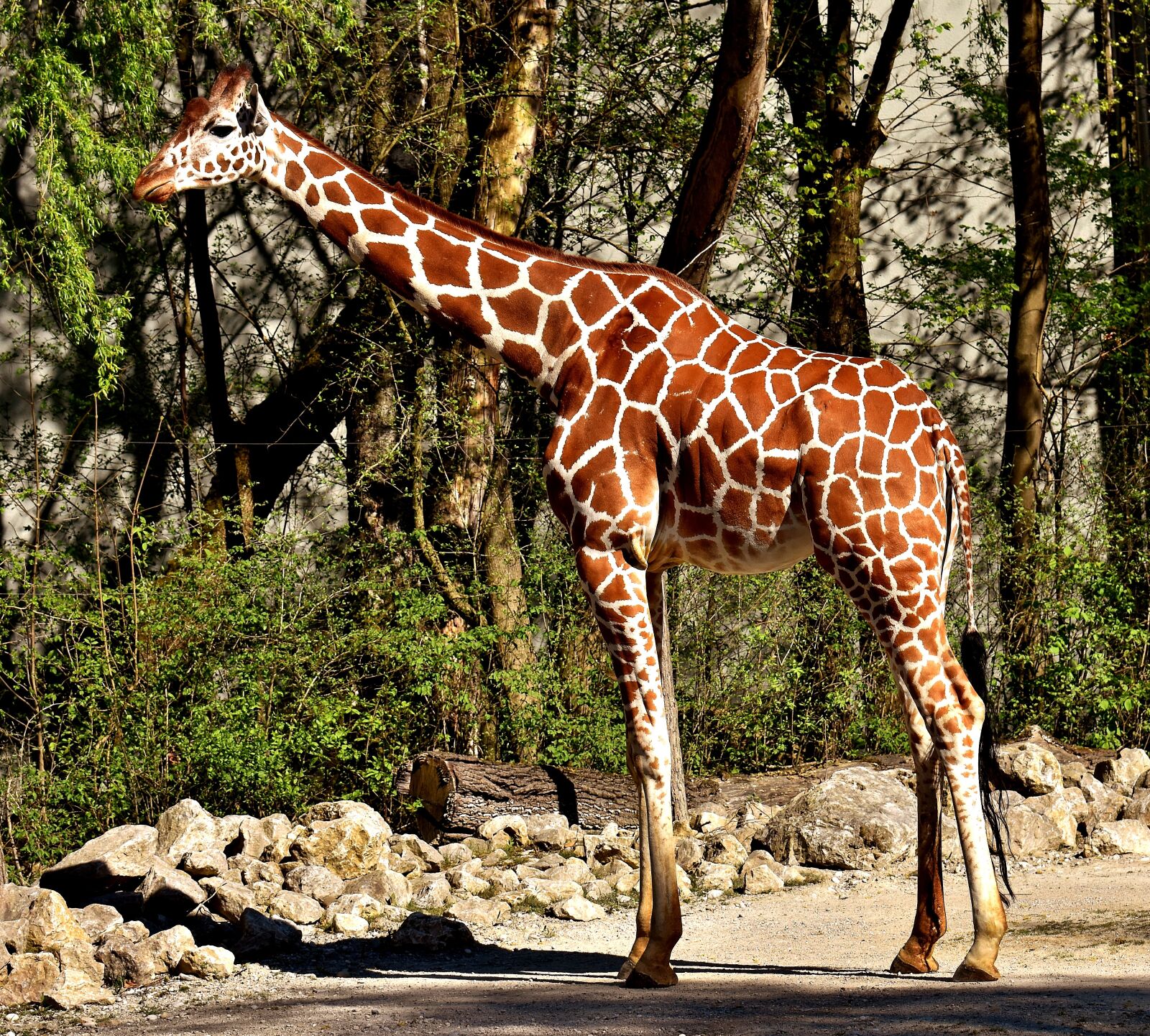 Nikon D7200 sample photo. Giraffe, zoo, animal photography