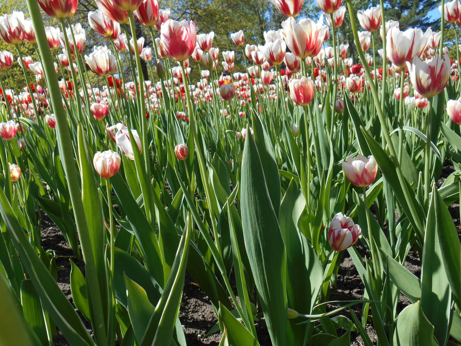 Nikon Coolpix S3500 sample photo. Absi, beautiful, flowers, blue photography