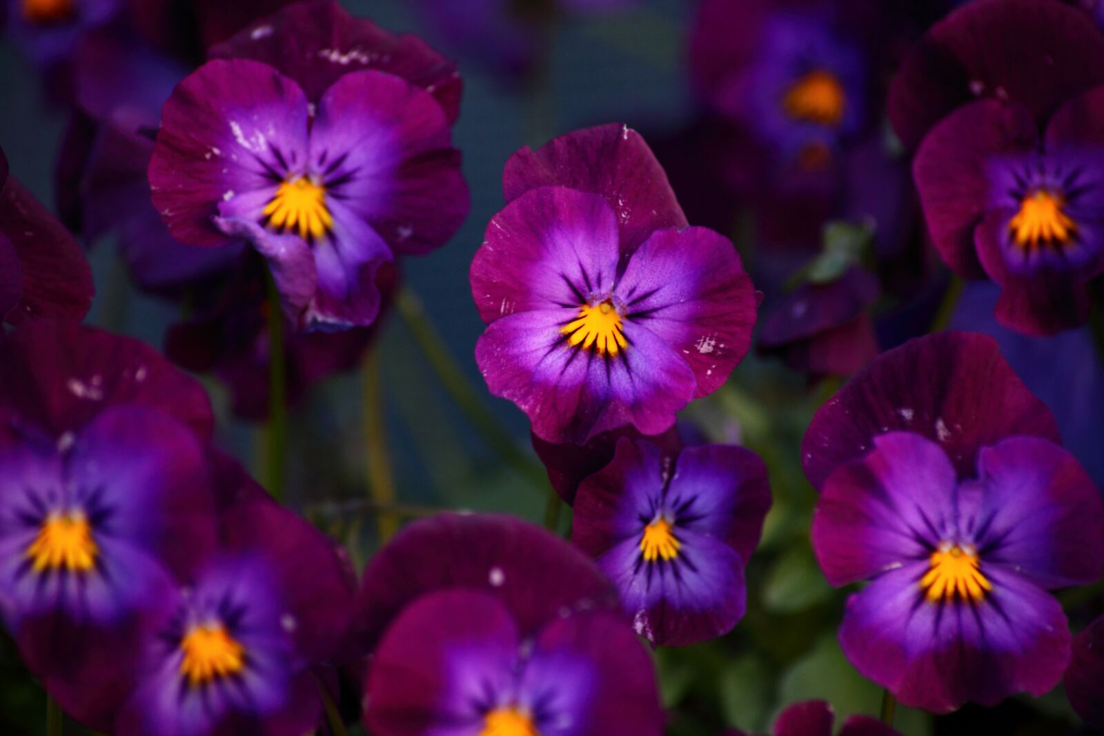 Canon EOS 5D Mark II sample photo. Petunia, purple plants, violet photography