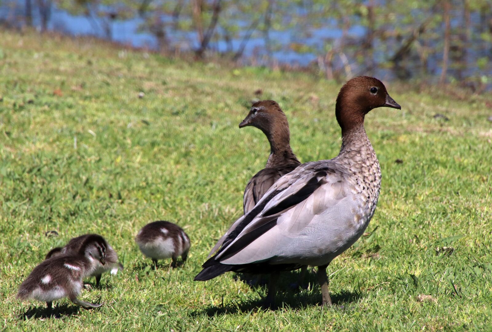 Canon EOS 800D (EOS Rebel T7i / EOS Kiss X9i) sample photo. Ducks, ducklings, wildlife photography