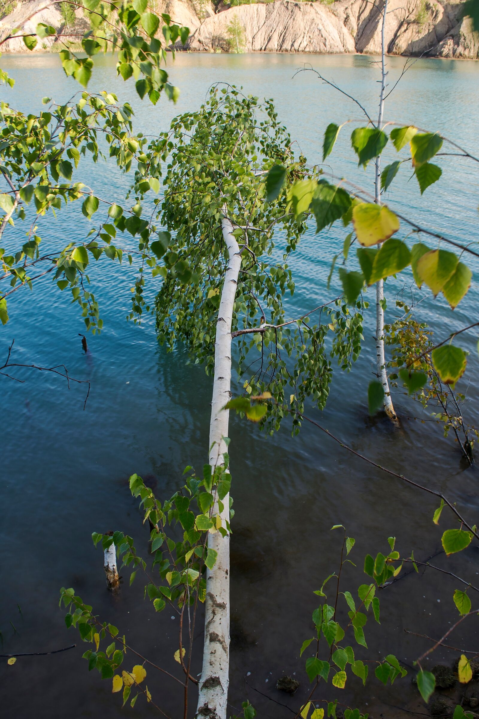 Nikon D3100 sample photo. Nature, water, tree photography