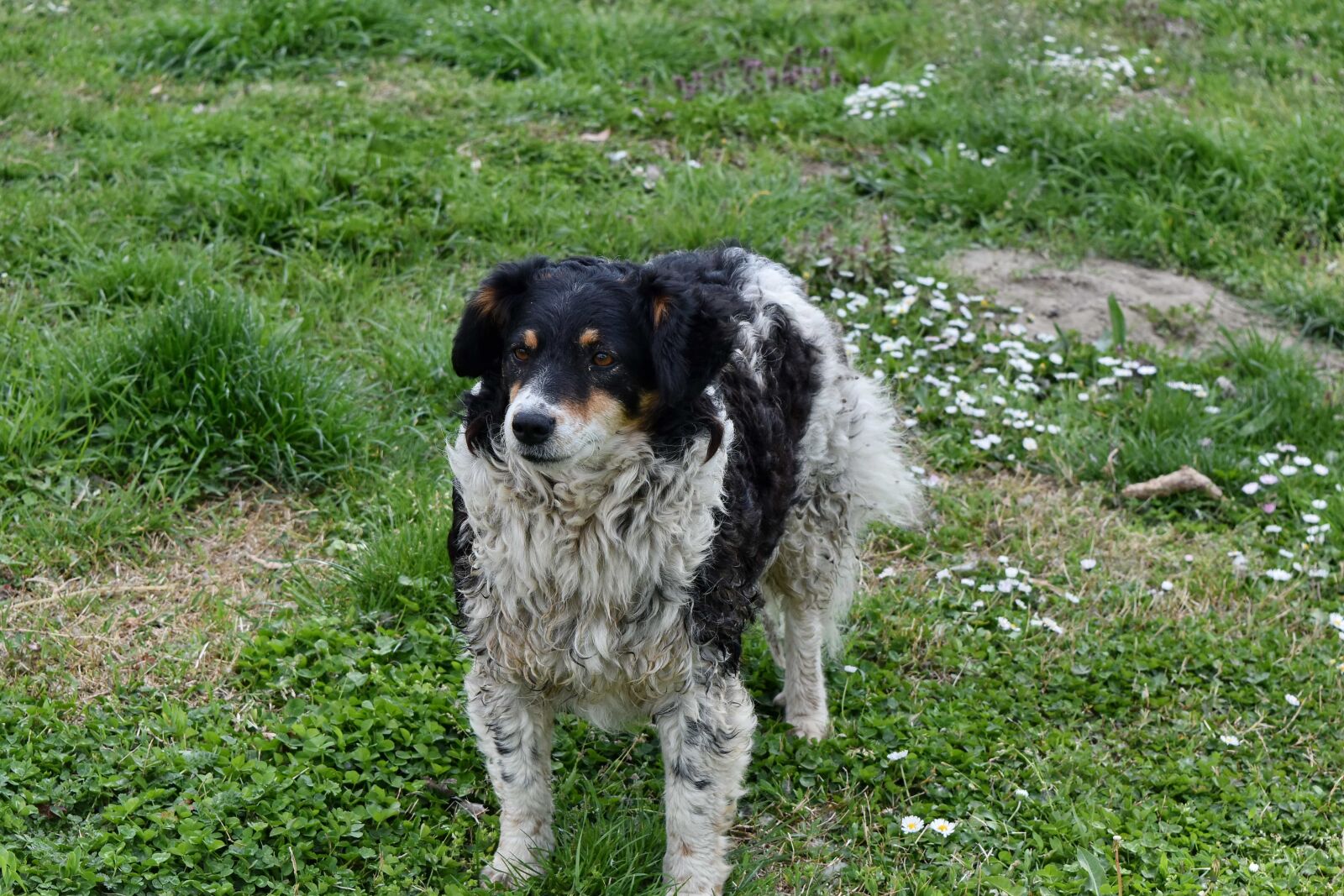 Nikon D5500 sample photo. Cute, puppy, hunting dog photography