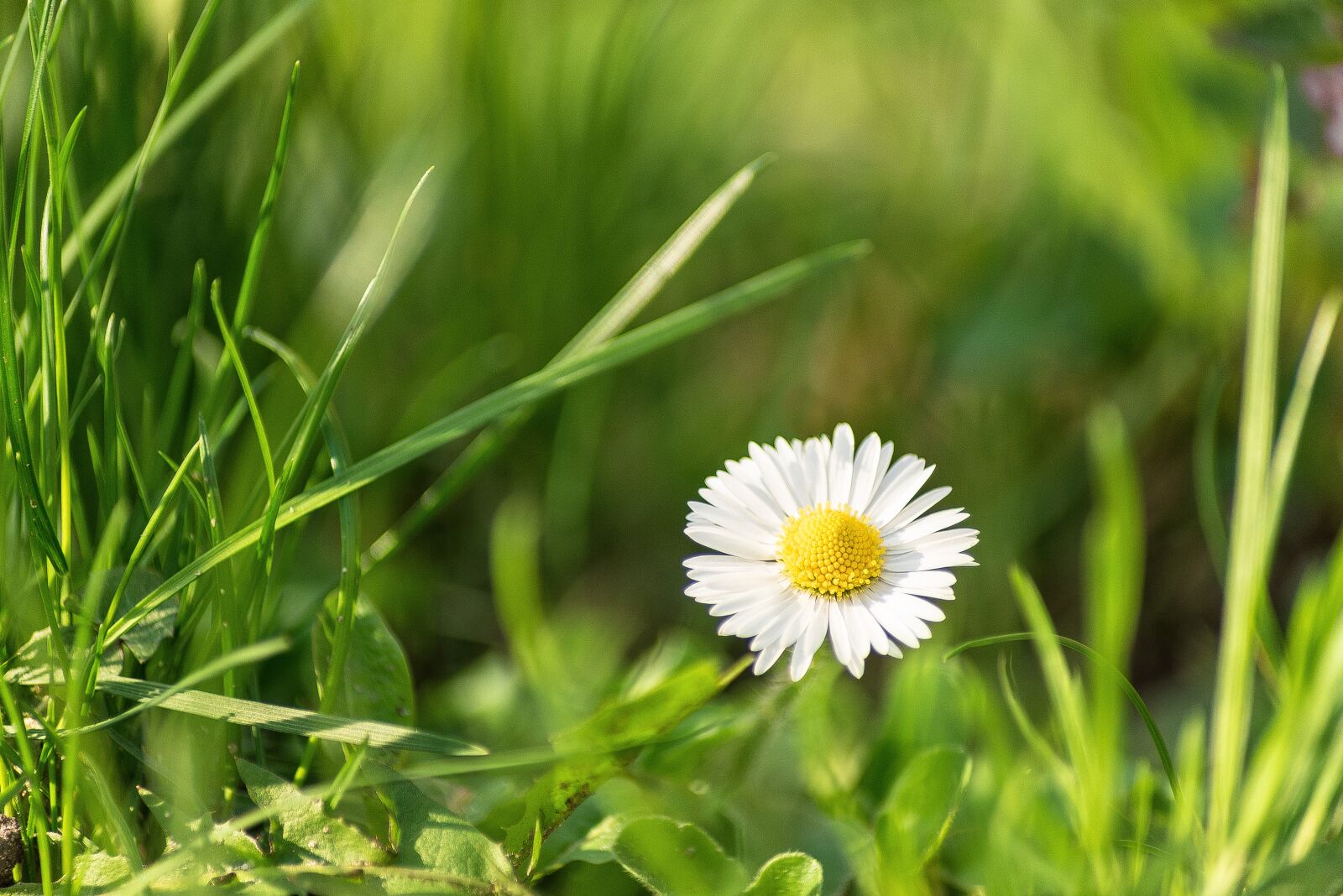 Nikon D750 sample photo. Daisy, summer, nature photography