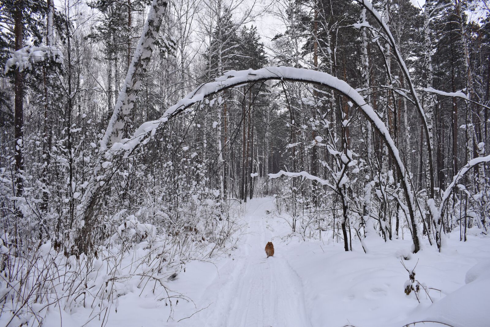 Nikon D3400 sample photo. Forest, snow, winter photography