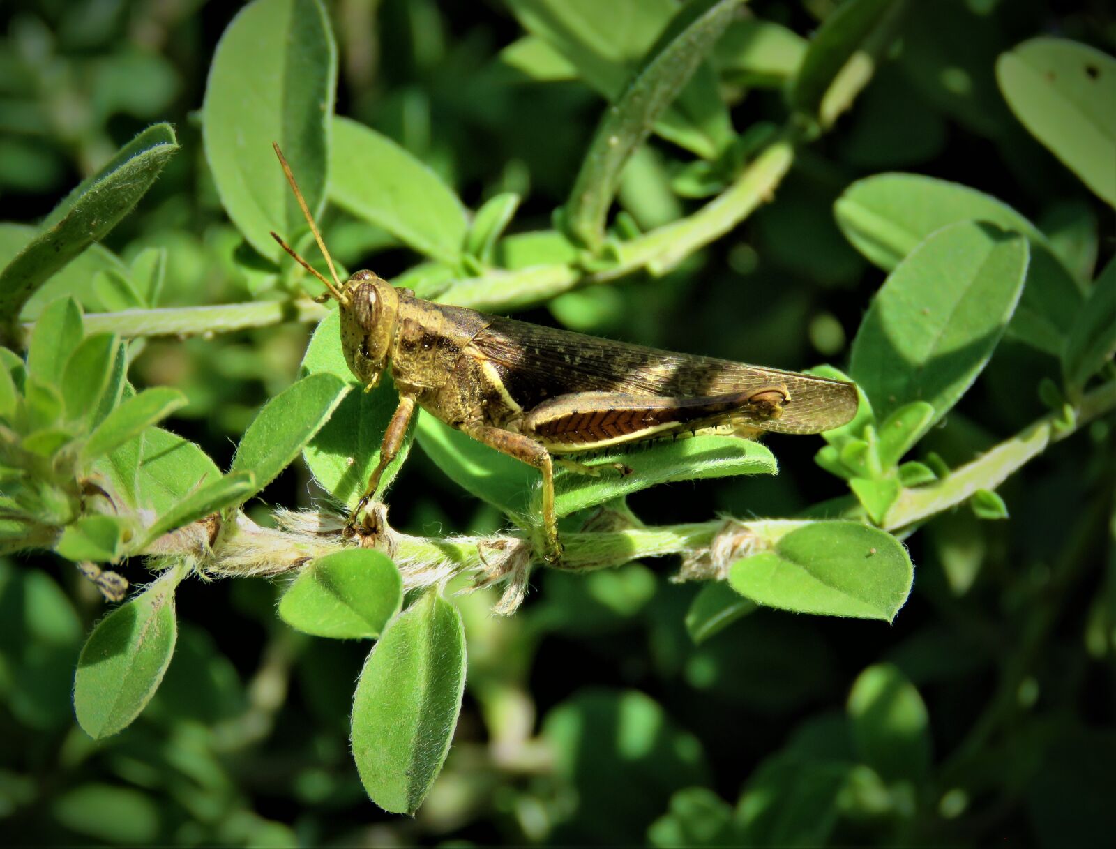 Canon PowerShot SX60 HS sample photo. Grasshopper, insect, bug photography