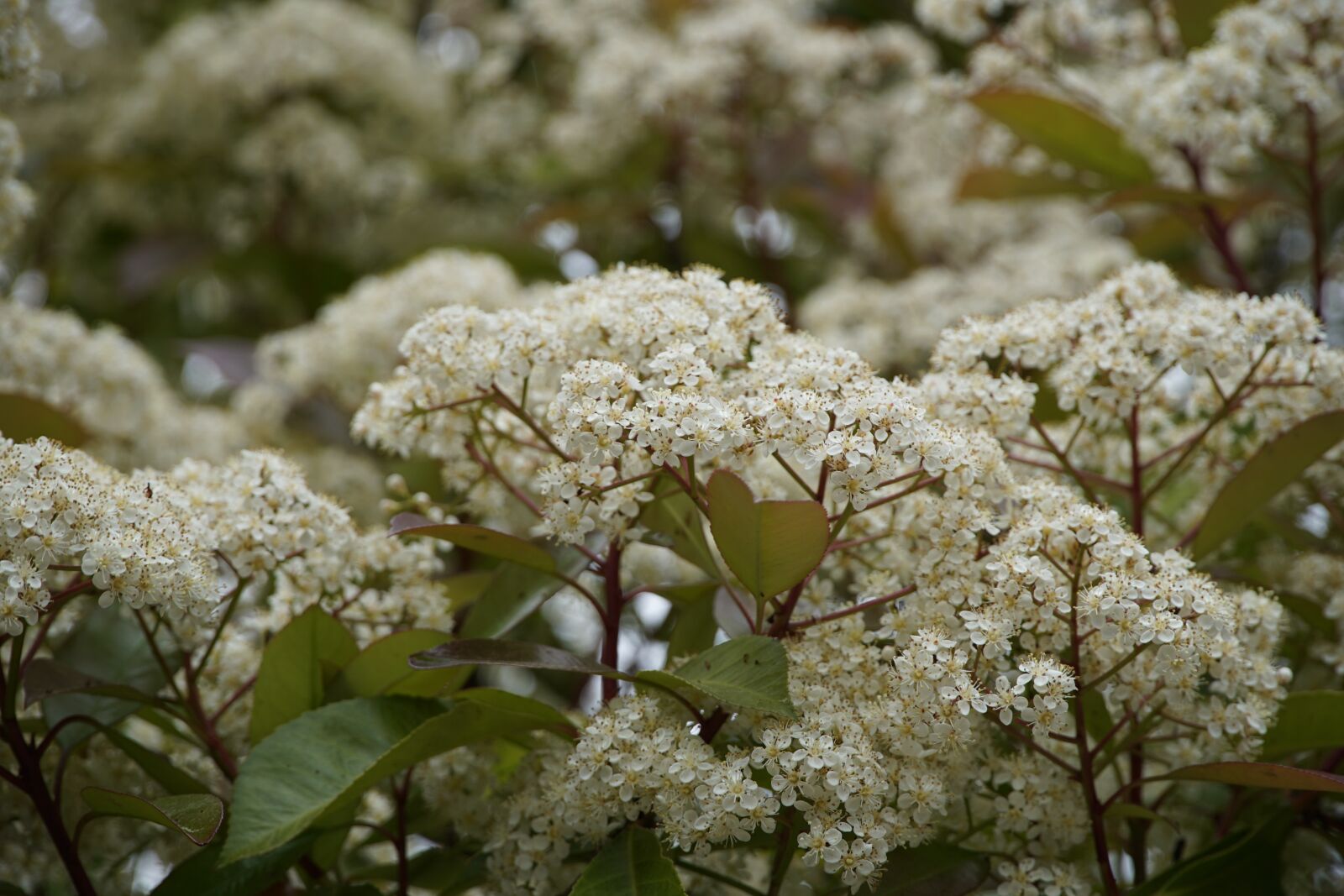 Sony a7R II + Sony E PZ 18-105mm F4 G OSS sample photo. Photinia, flowers, garden photography