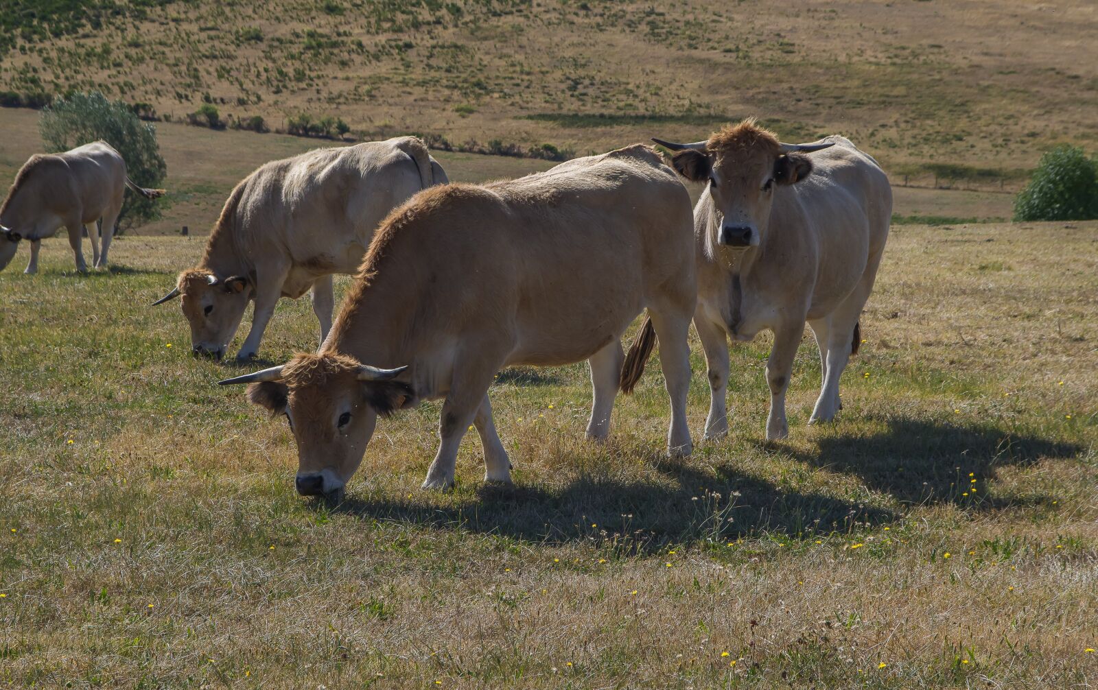 Pentax KP sample photo. Cows, lozère, pasture photography