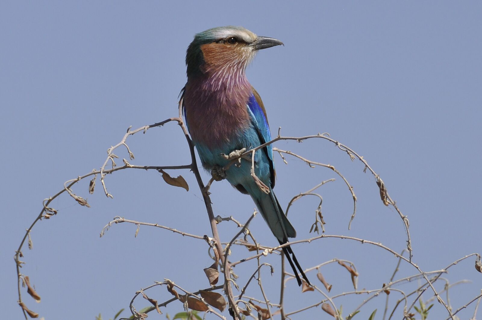 Nikon D90 sample photo. Forked roller, botswana, chobe photography