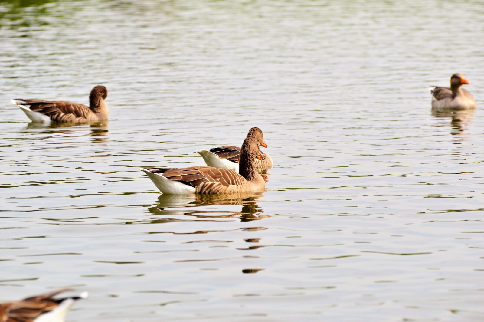 Nikon D3200 sample photo. Wild goose, goose, bird photography