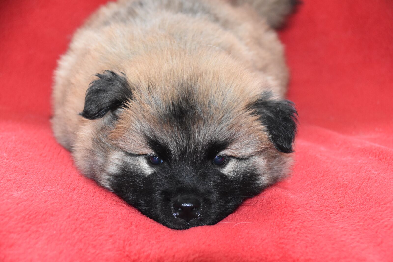 Nikon D5600 sample photo. Dog, puppy, young dog photography