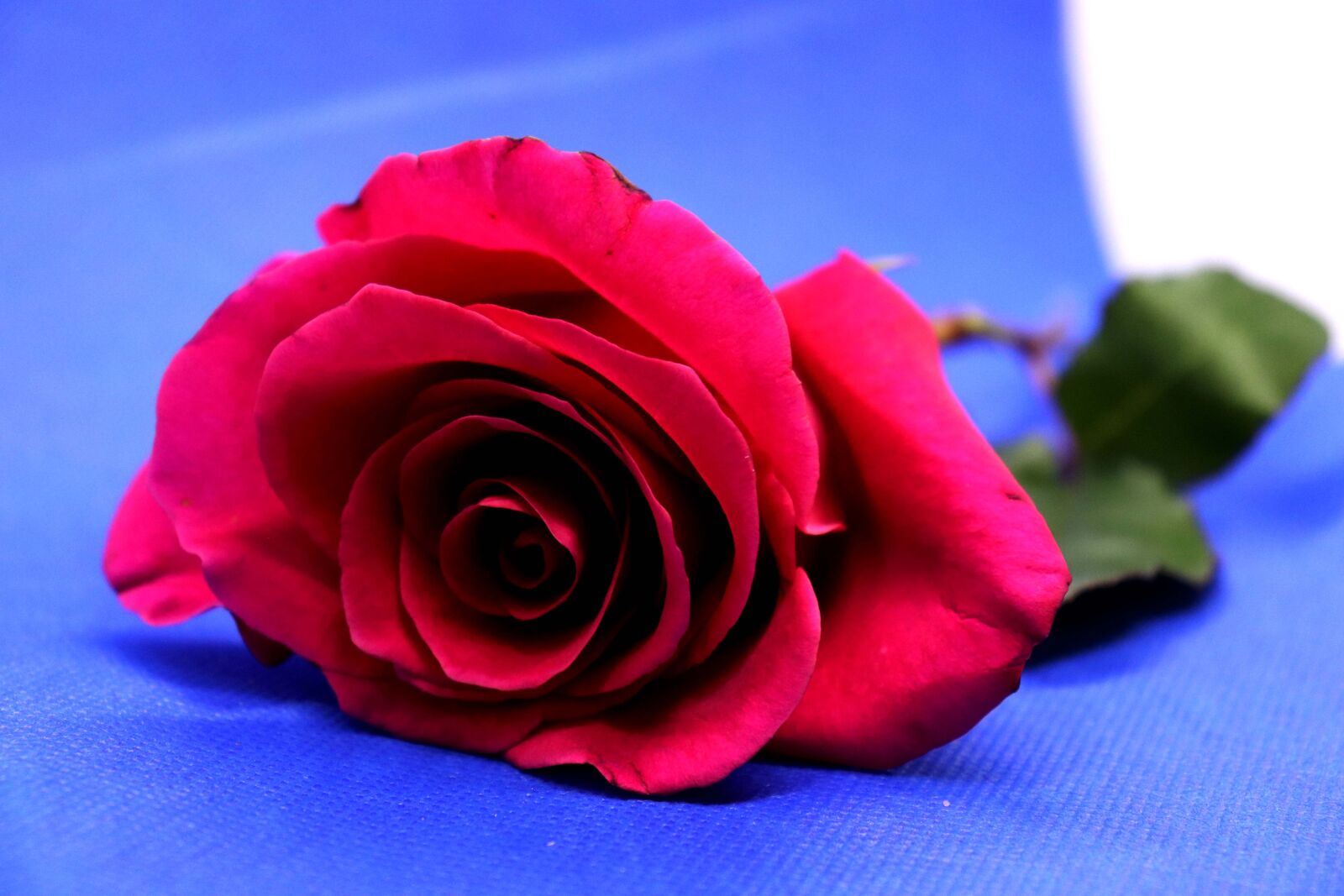 Canon EOS 200D (EOS Rebel SL2 / EOS Kiss X9) sample photo. Rose, flower, purple photography