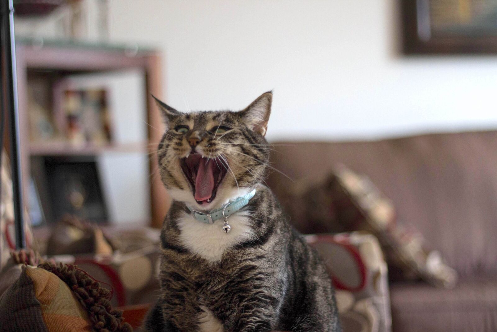 Canon EOS 600D (Rebel EOS T3i / EOS Kiss X5) sample photo. Cat, animal, pet photography