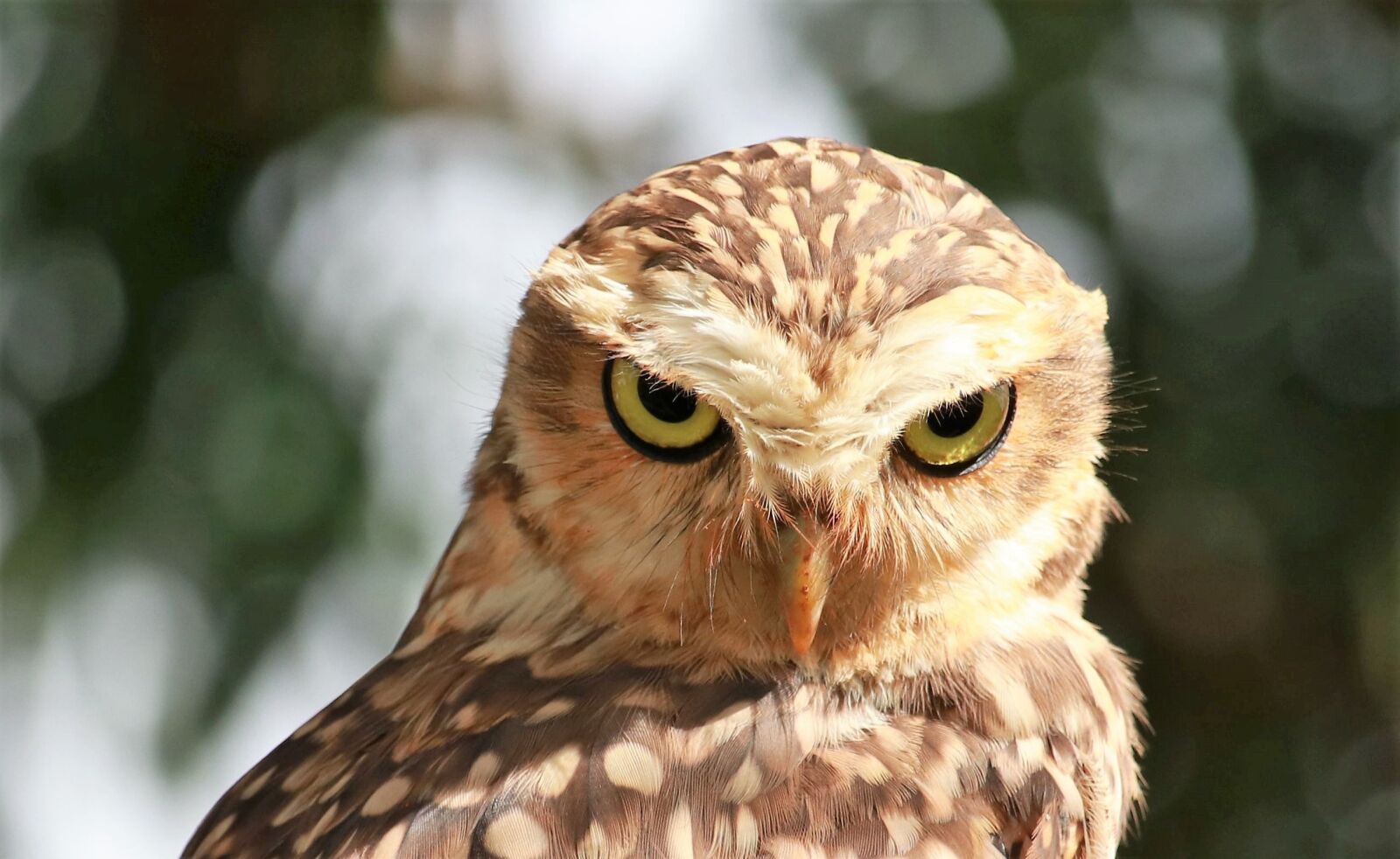 Canon EF-S 55-250mm F4-5.6 IS STM sample photo. Birds, wildlife, nature photography