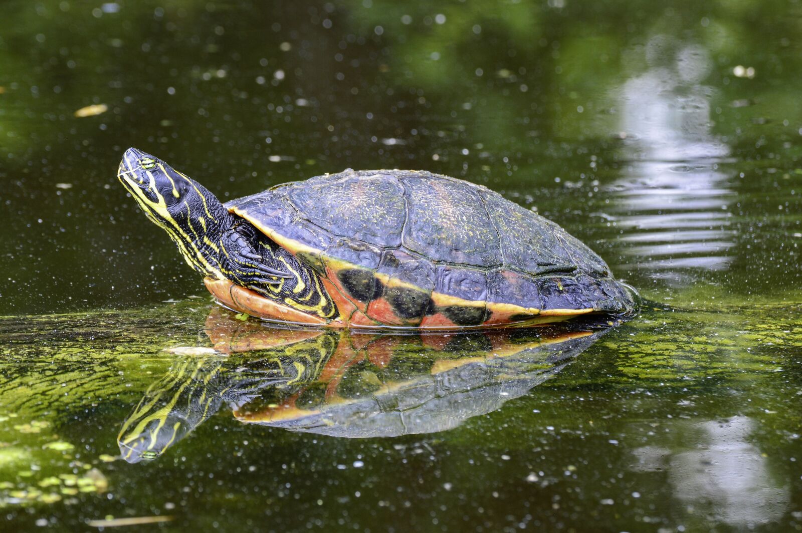 Nikon D3200 sample photo. Florida, rotbauch, eared photography