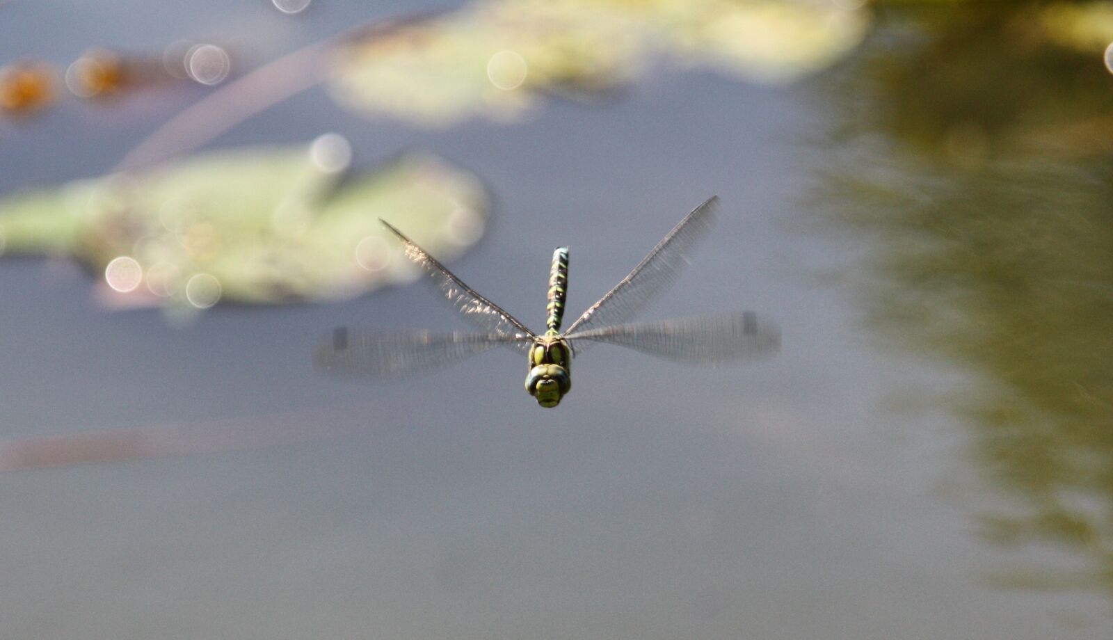 Canon EOS 450D (EOS Rebel XSi / EOS Kiss X2) sample photo. Wing, flight, nature photography