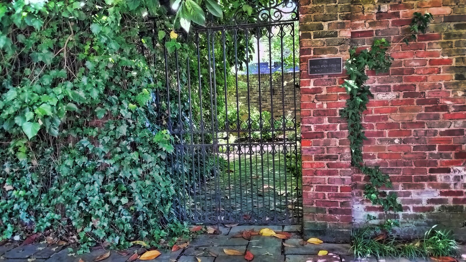 Samsung Galaxy S5 sample photo. Backdrop, ivy, steel gate photography