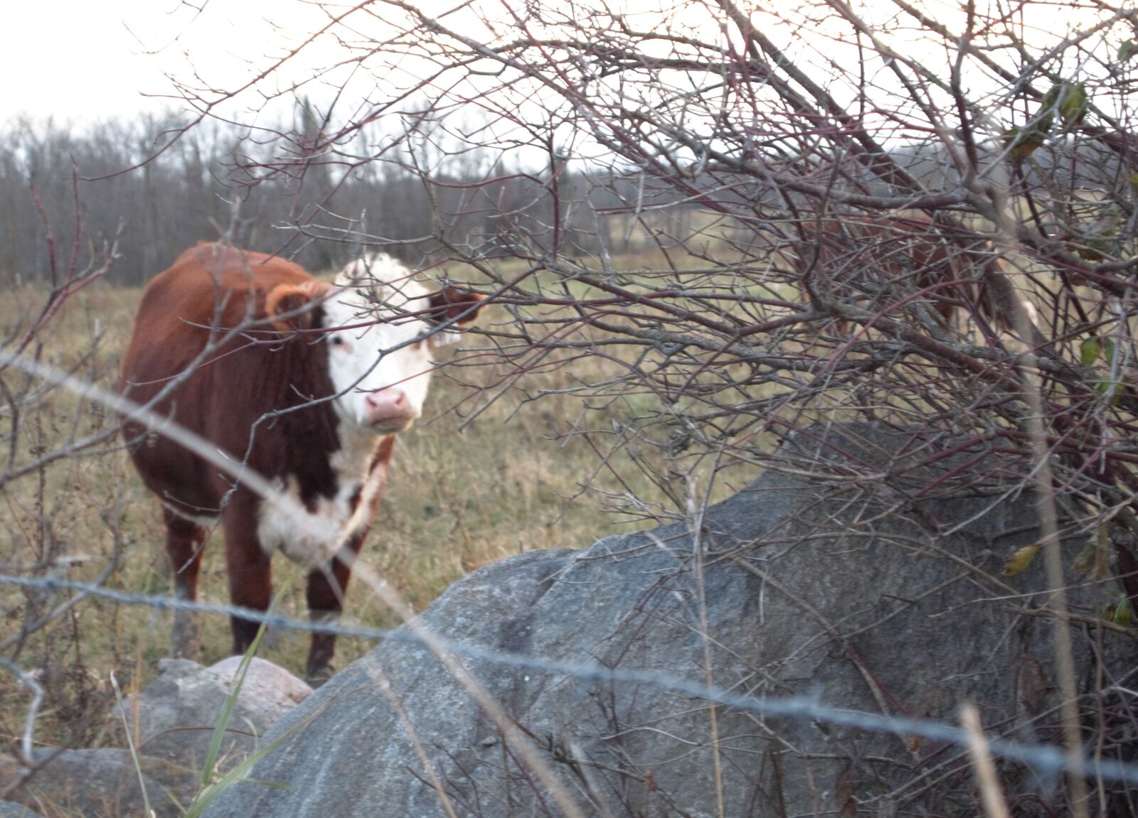 Olympus PEN E-PL1 sample photo. Autumn, beef, bucolic, bushes photography