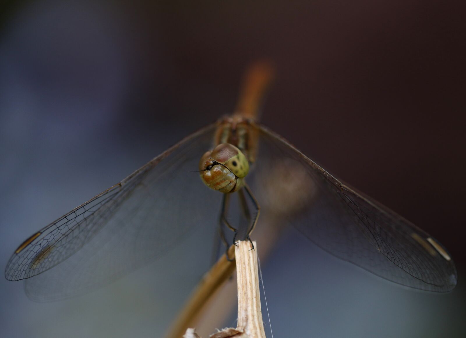 Canon EF-S 60mm F2.8 Macro USM sample photo. Dragonfly, insecta, wings photography
