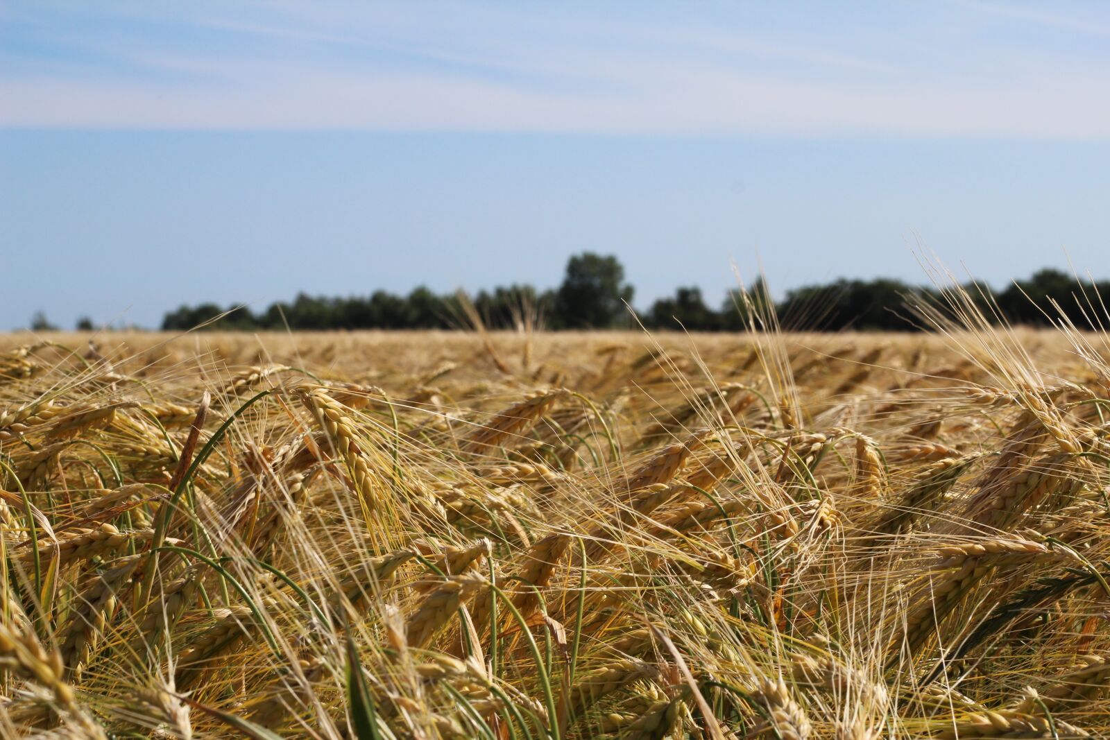 Canon EOS 600D (Rebel EOS T3i / EOS Kiss X5) + Canon EF 50mm F1.8 II sample photo. Field, spike, cereals photography