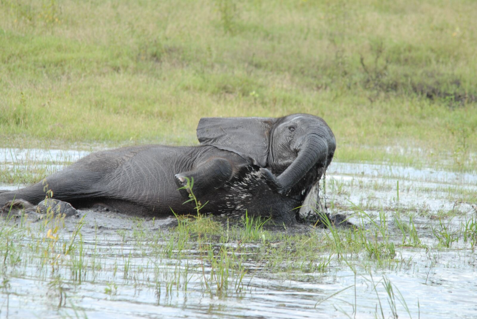 Nikon D200 sample photo. Baby elephant, bath, animal photography