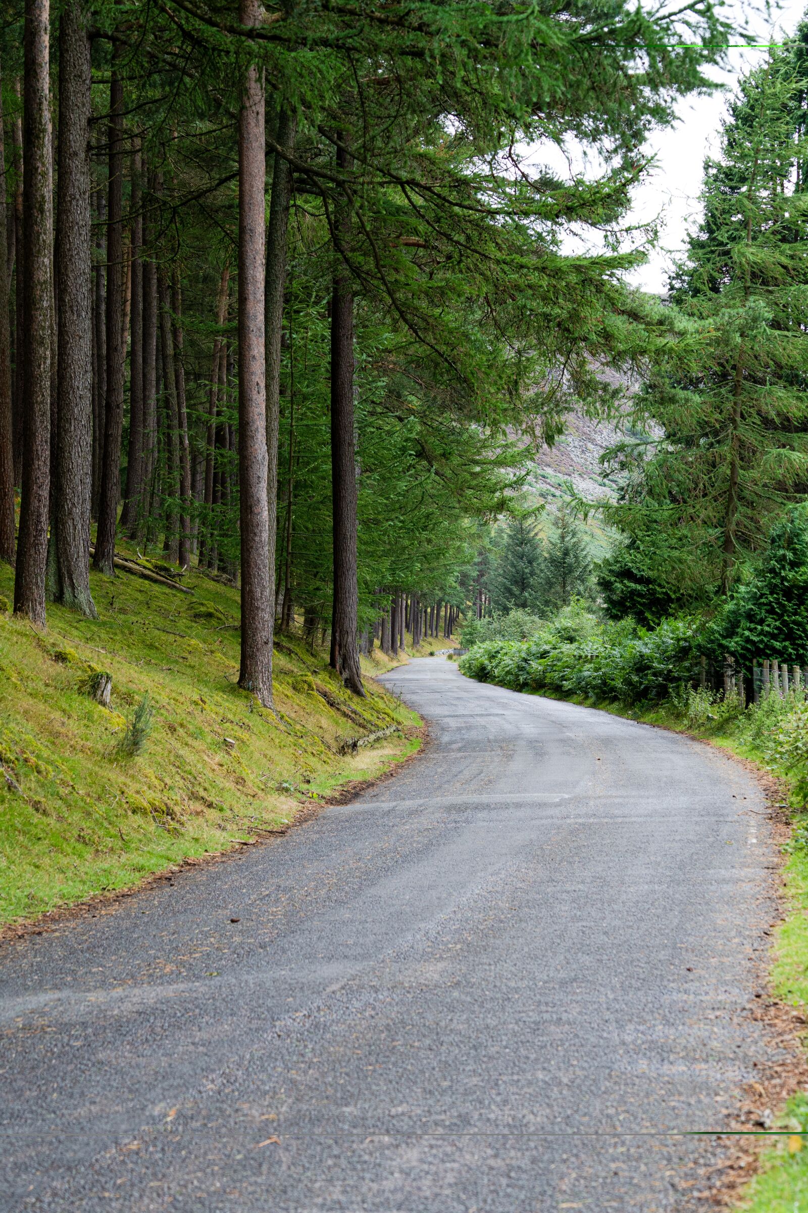 Sony a7 III + Sony FE 70-200mm F4 G OSS sample photo. Trees, forest, woods photography